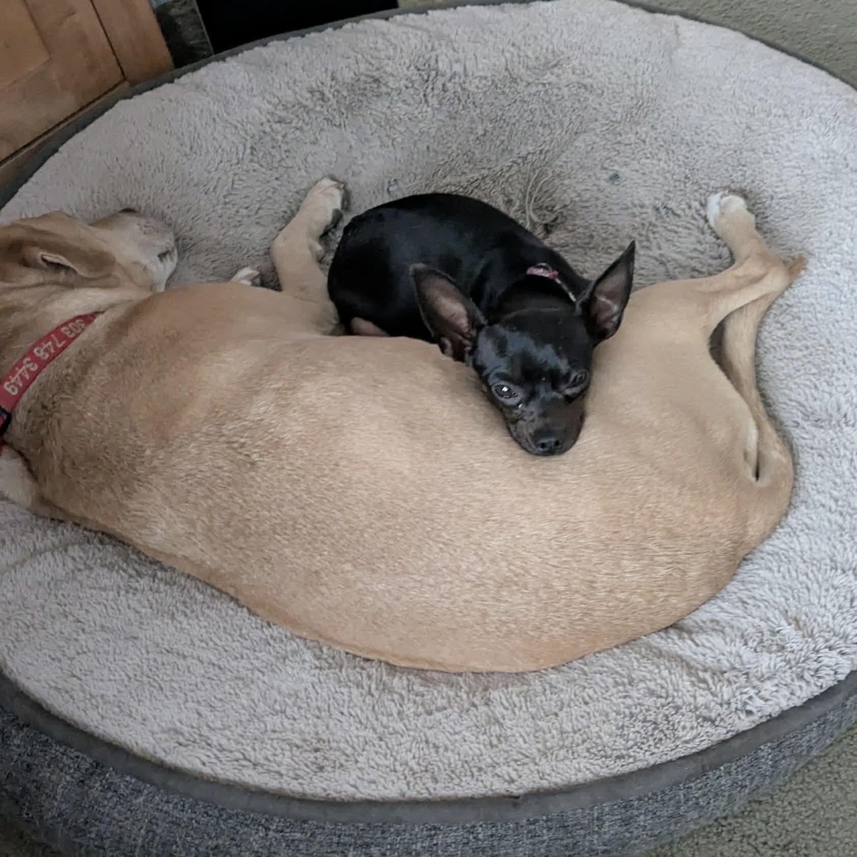 Enlarge Cotton, a ADOPTABLE Chihuahua in Boulder, CO image 3/6