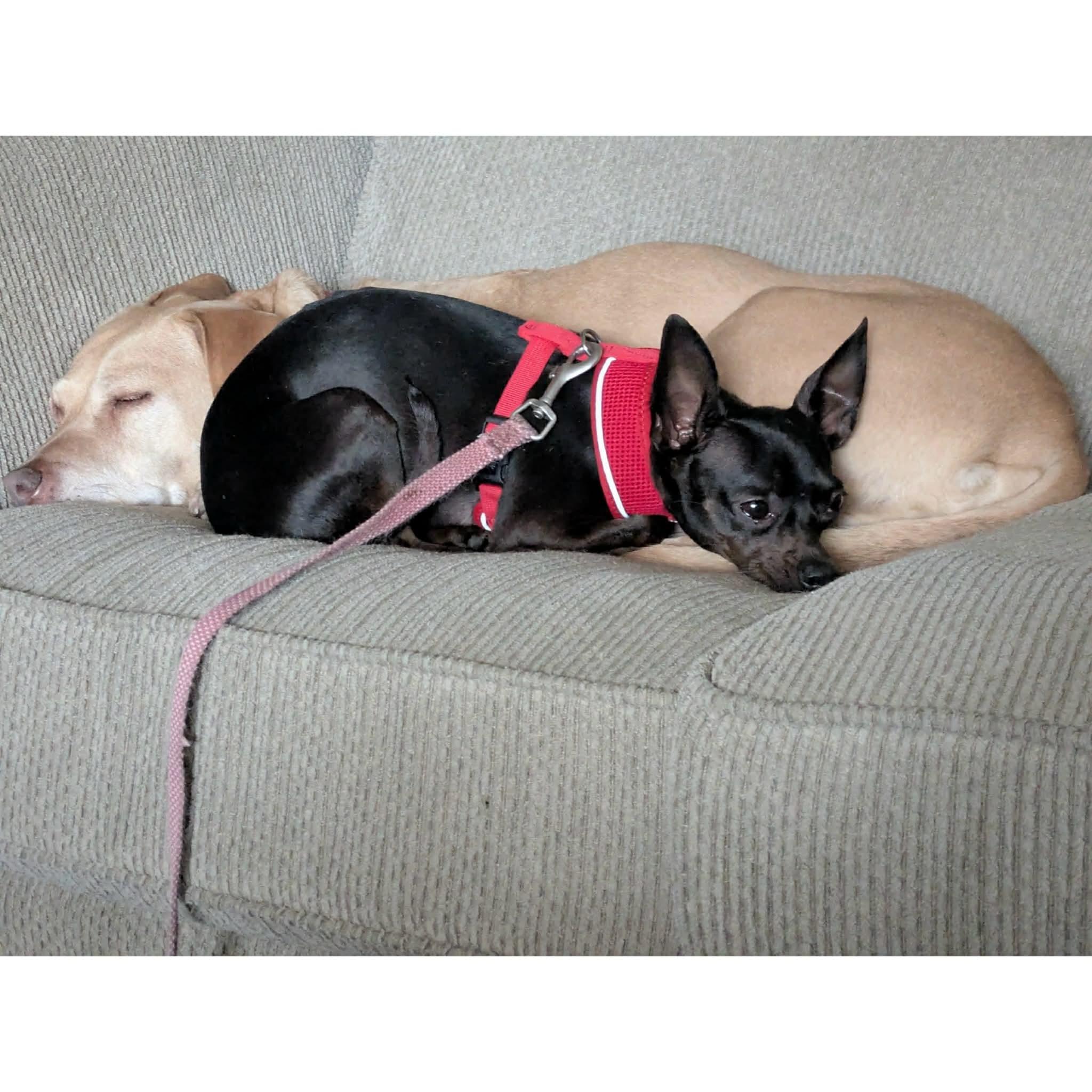 Enlarge Cotton, a ADOPTABLE Chihuahua in Boulder, CO image 6/6