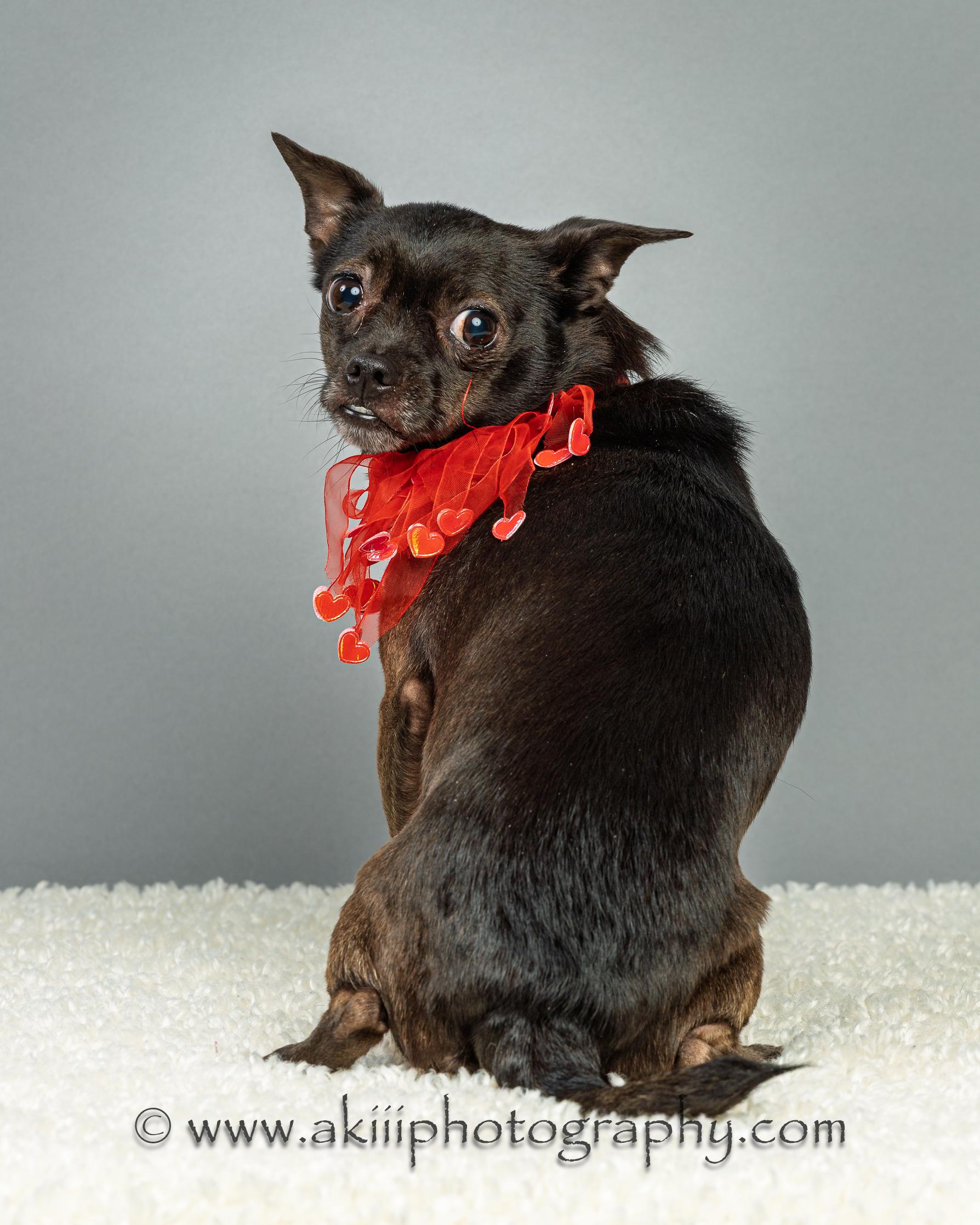 Enlarge Gabby - Courtesy Post , a ADOPTABLE Chihuahua in Plano, TX image 6/6