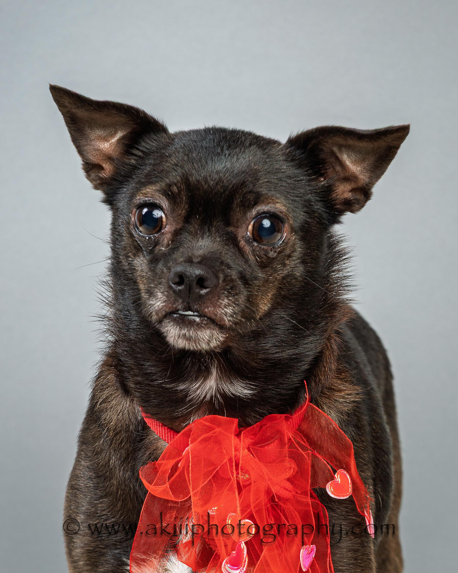 Enlarge Gabby - Courtesy Post , a ADOPTABLE Chihuahua in Plano, TX image 2/6