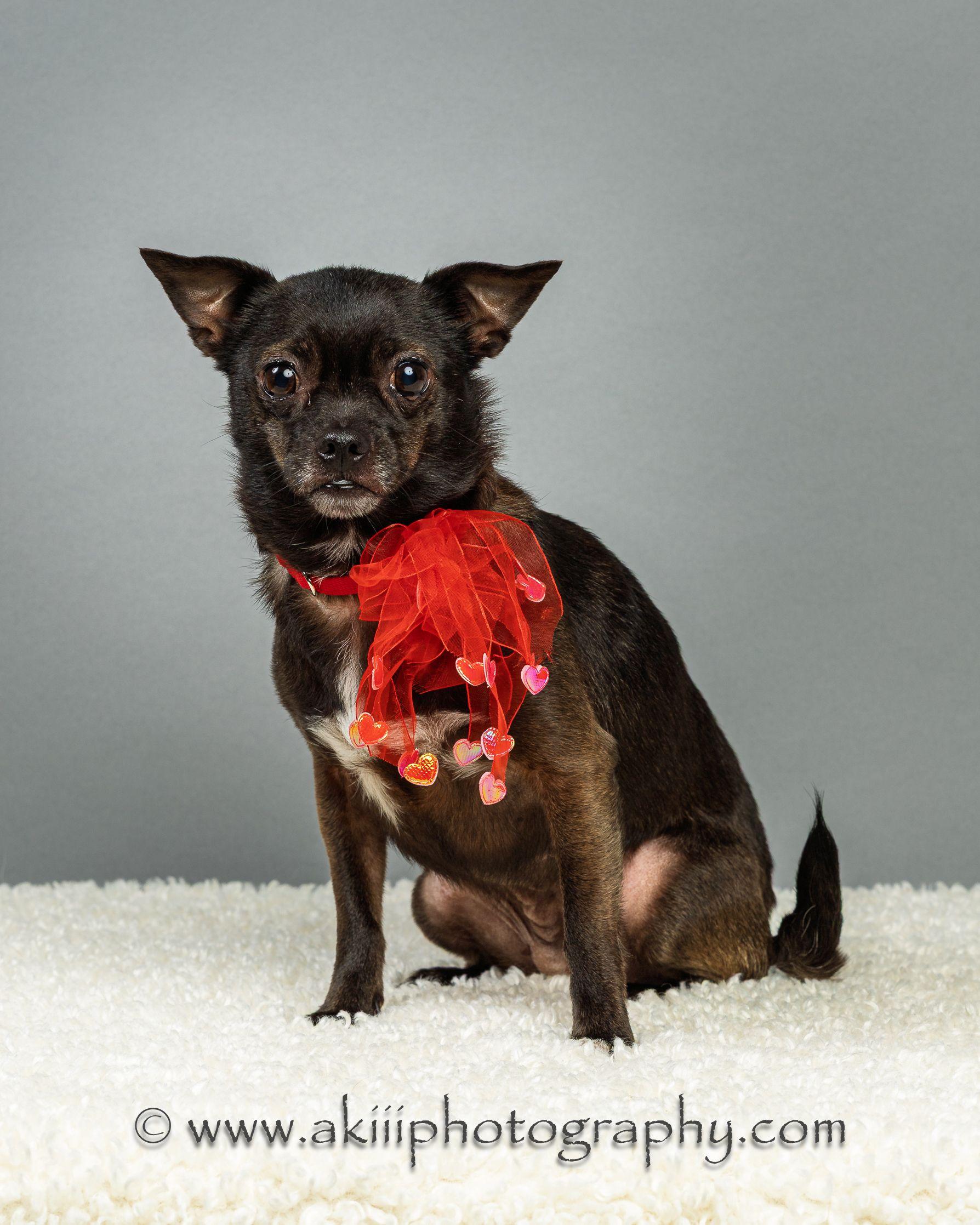 Gabby - Courtesy Post , ADOPTABLE, Adult Female Chihuahua.
