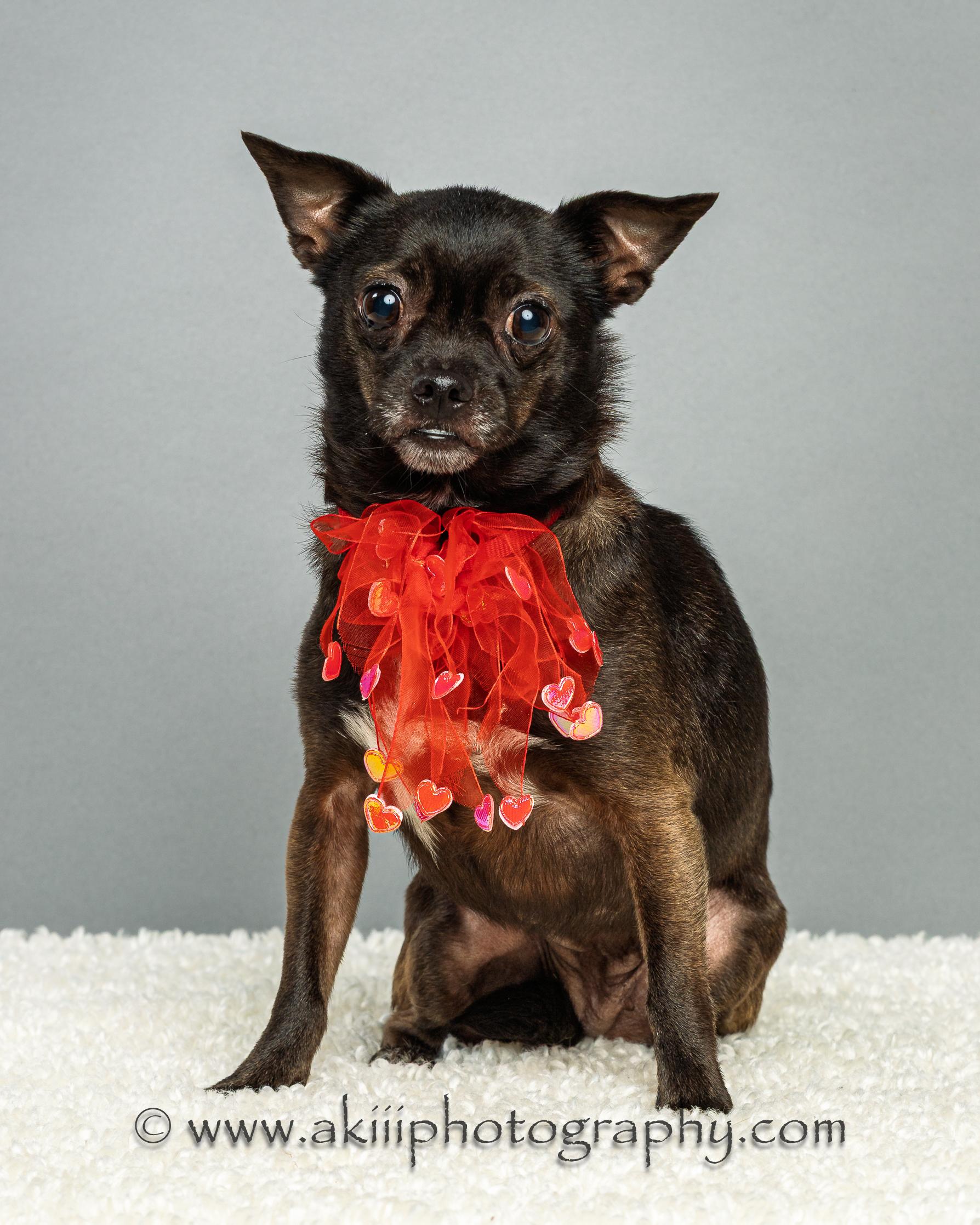 Enlarge Gabby - Courtesy Post , a ADOPTABLE Chihuahua in Plano, TX image 5/6