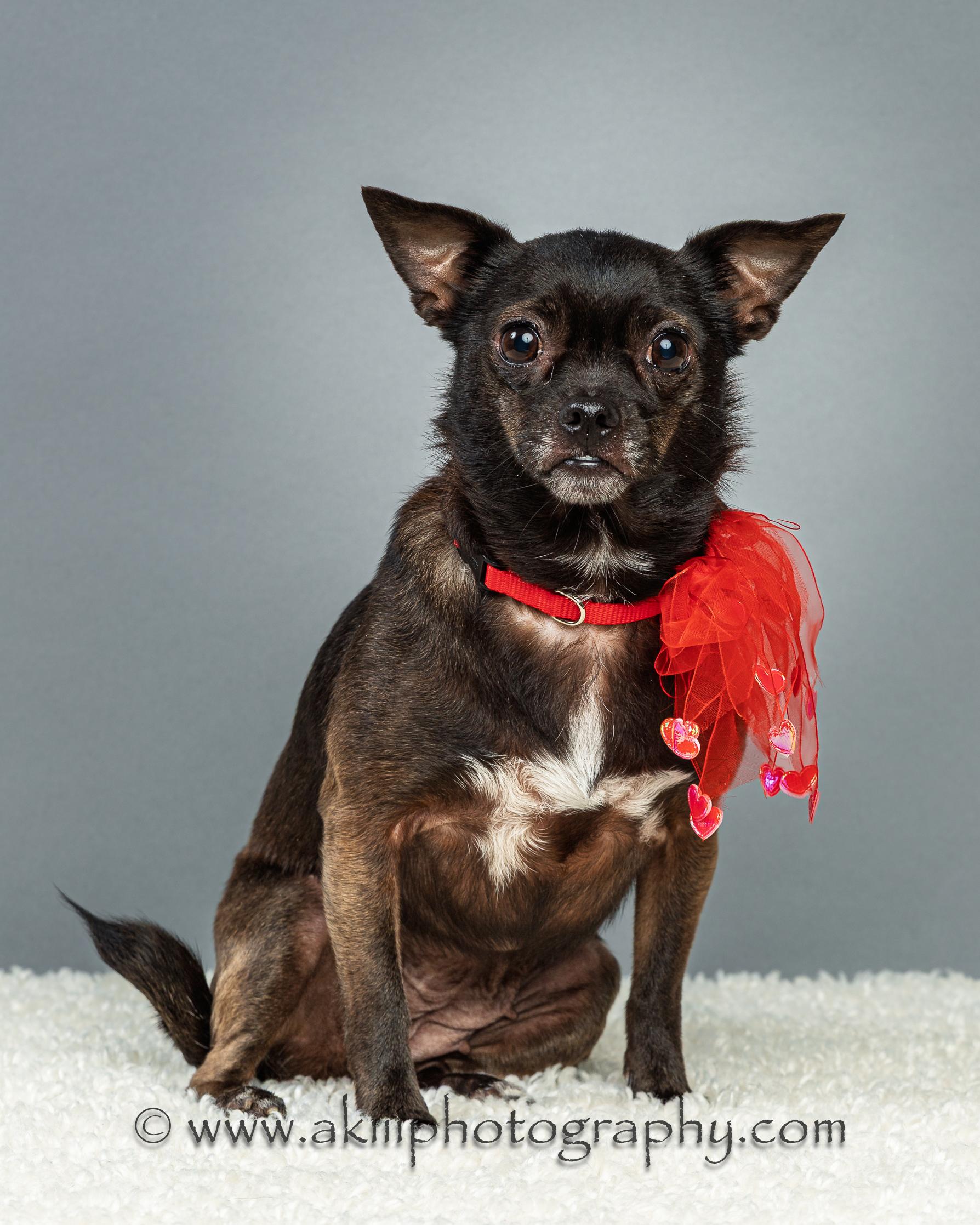 Enlarge Gabby - Courtesy Post , a ADOPTABLE Chihuahua in Plano, TX image 4/6