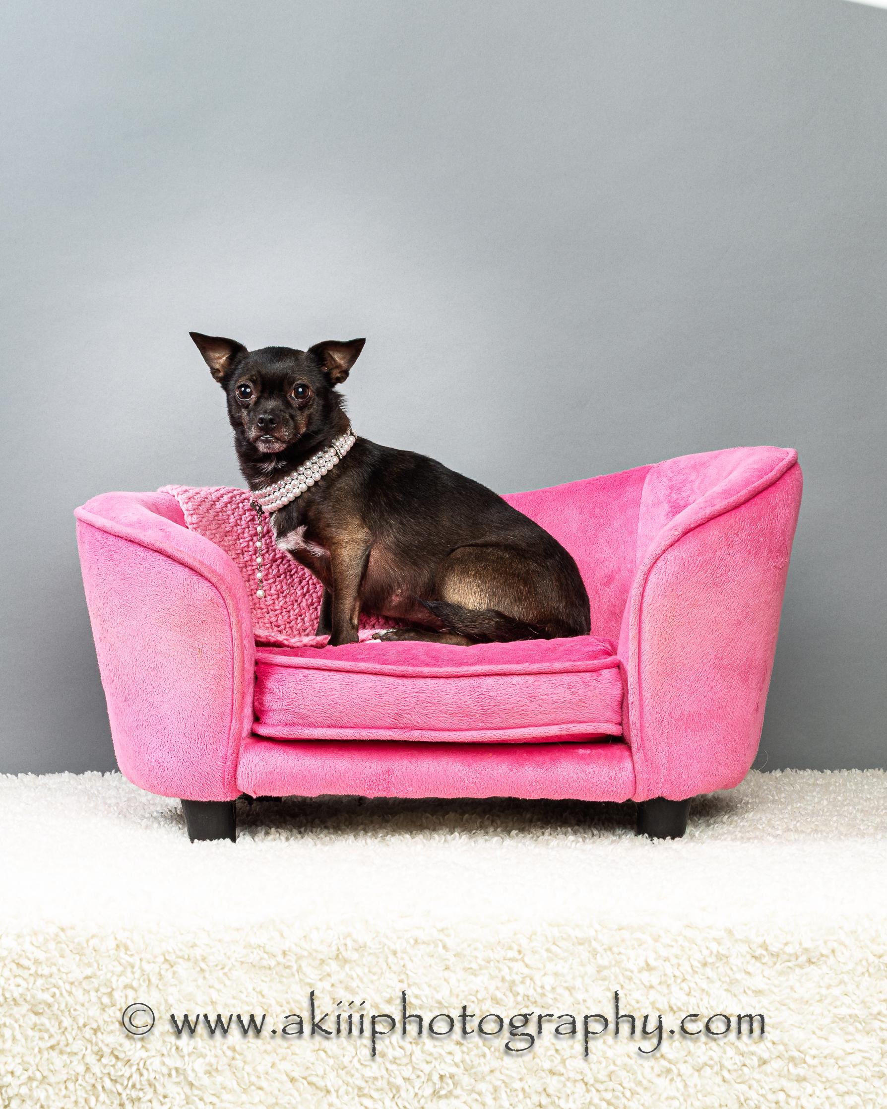 Enlarge Gabby - Courtesy Post , a ADOPTABLE Chihuahua in Plano, TX image 3/6