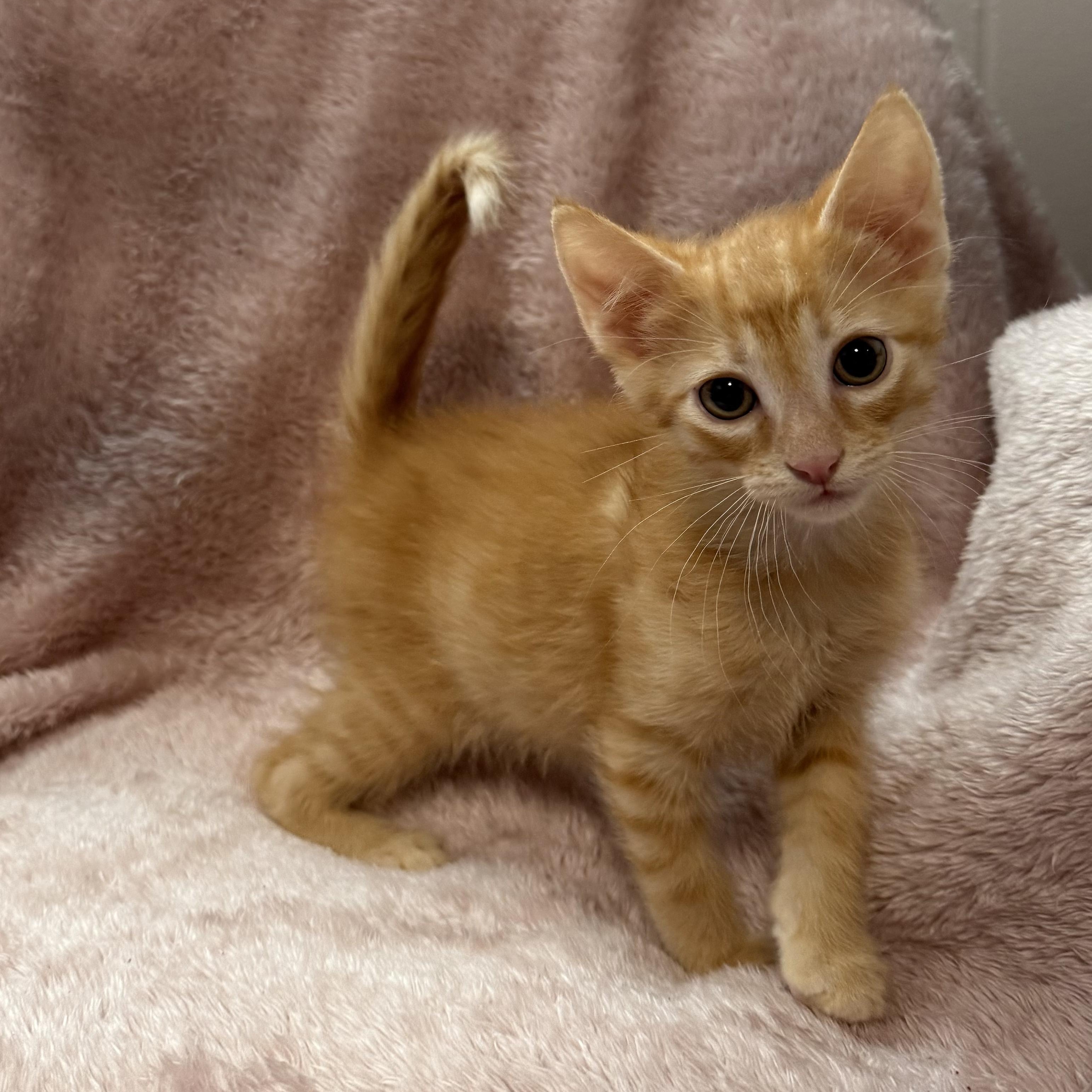 Treble -Preadoption ONLY, Adoptable, Kitten Male Domestic Short Hair.