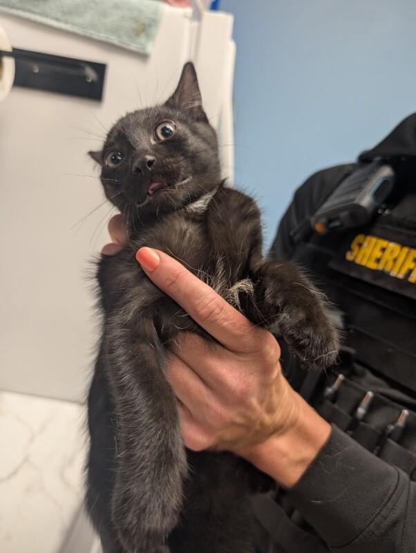 Flash, Adoptable, Young Male Domestic Short Hair.