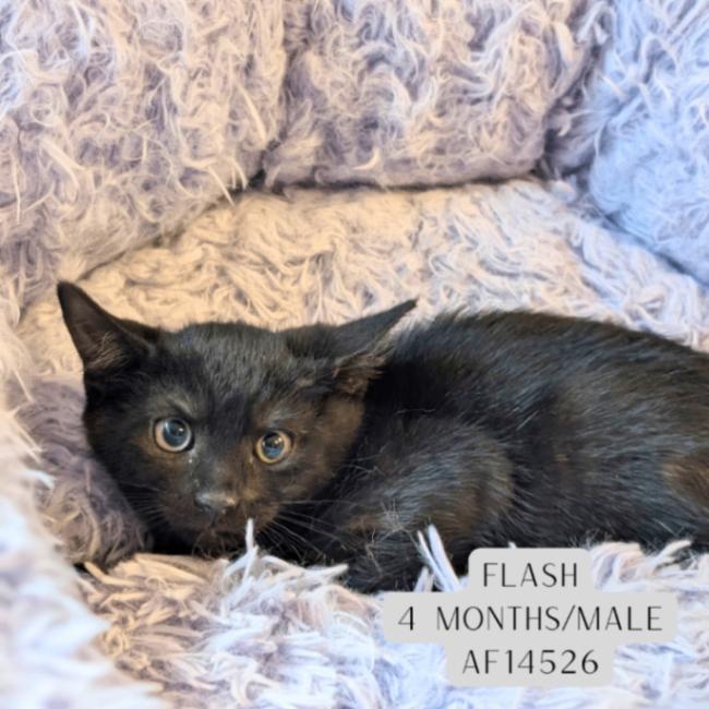 Enlarge Flash, a Adoptable Domestic Short Hair in Supply, NC image 2/2