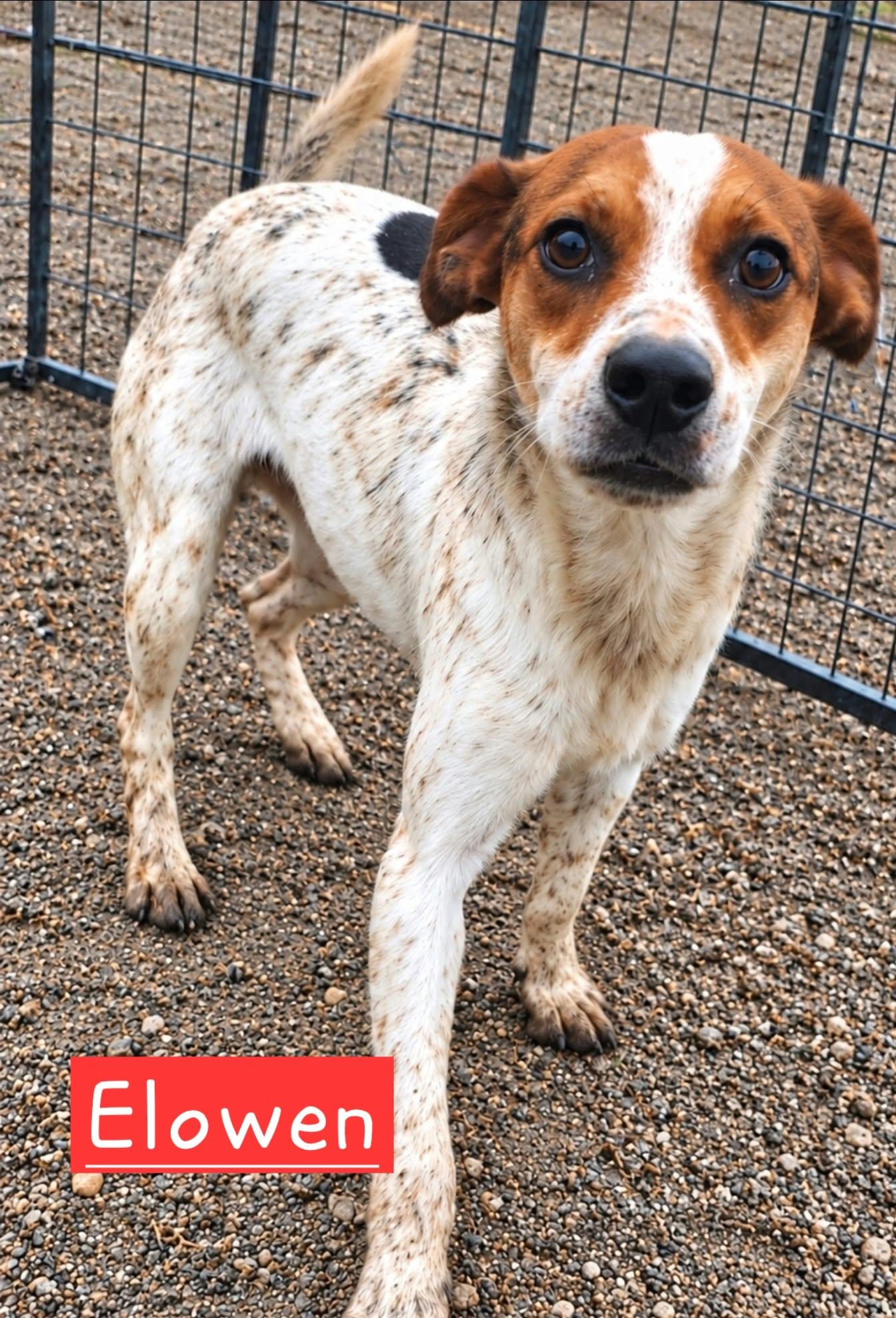 Enlarge Elowen, a Adoptable Rat Terrier in Minneapolis, MN image 1/1