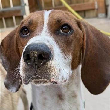 Enlarge Amos, a Adoptable Hound in Salt Lake City, UT image 4/6