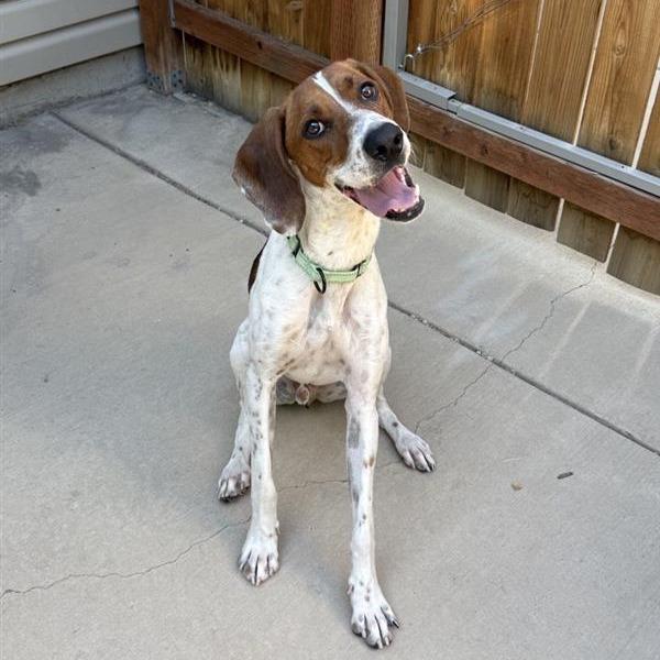 Enlarge Amos, a Adoptable Hound in Salt Lake City, UT image 5/6