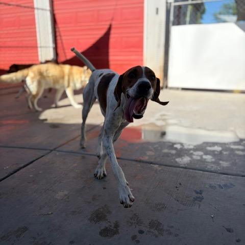 Enlarge Amos, a Adoptable Hound in Salt Lake City, UT image 6/6