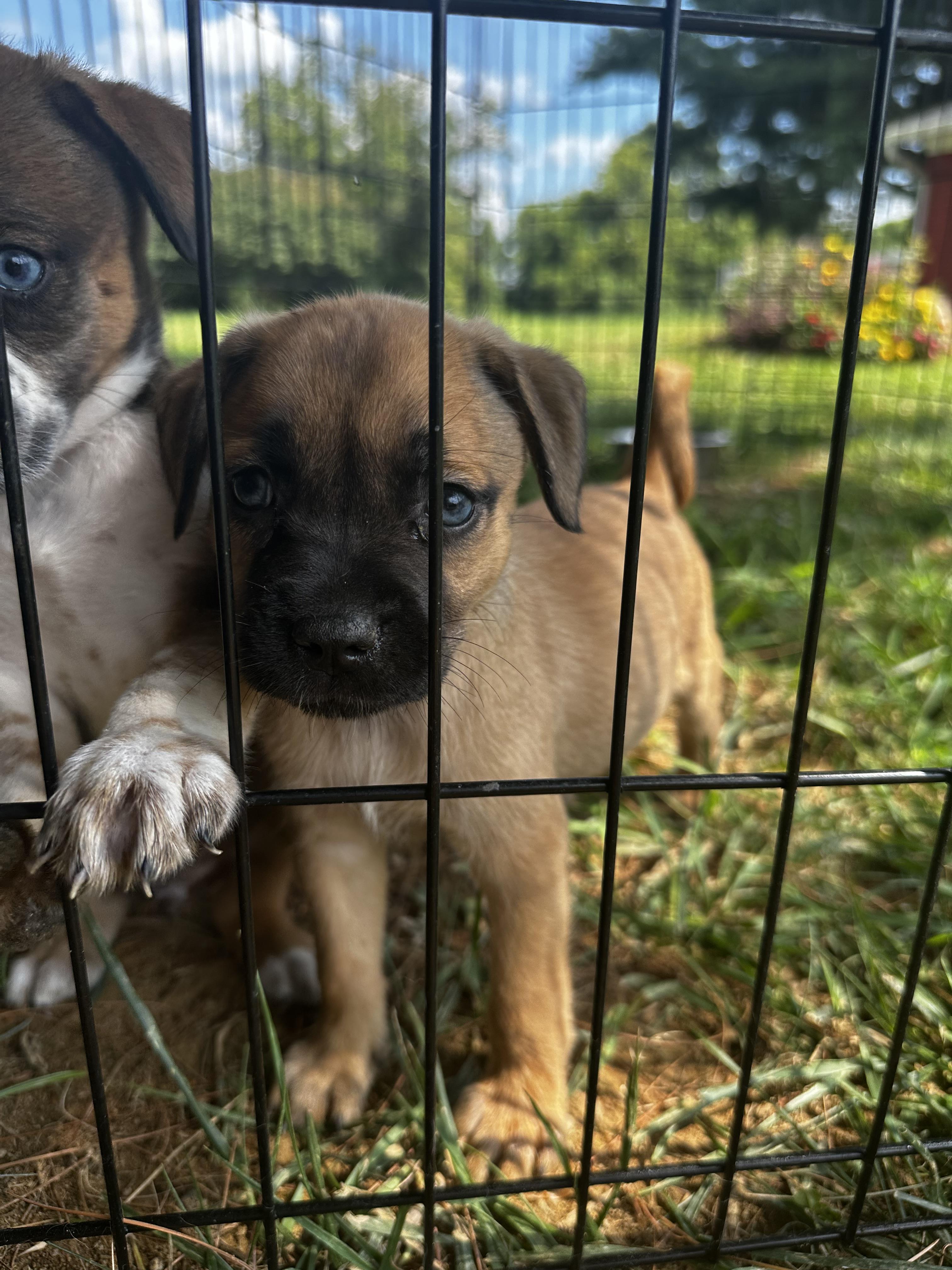 Enlarge Izzie, a Adopted mixed breed in Bethel, OH image 2/4