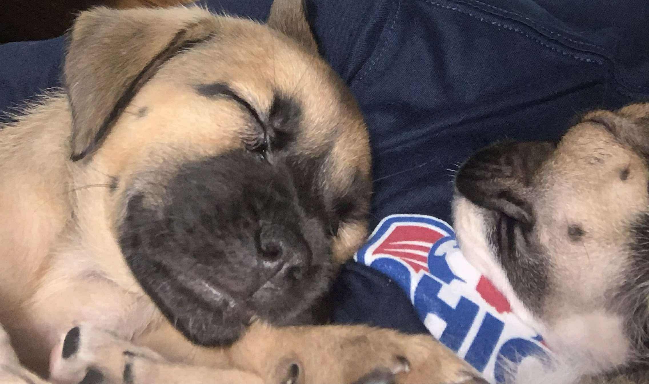 Enlarge Izzie, a Adopted mixed breed in Bethel, OH image 3/4