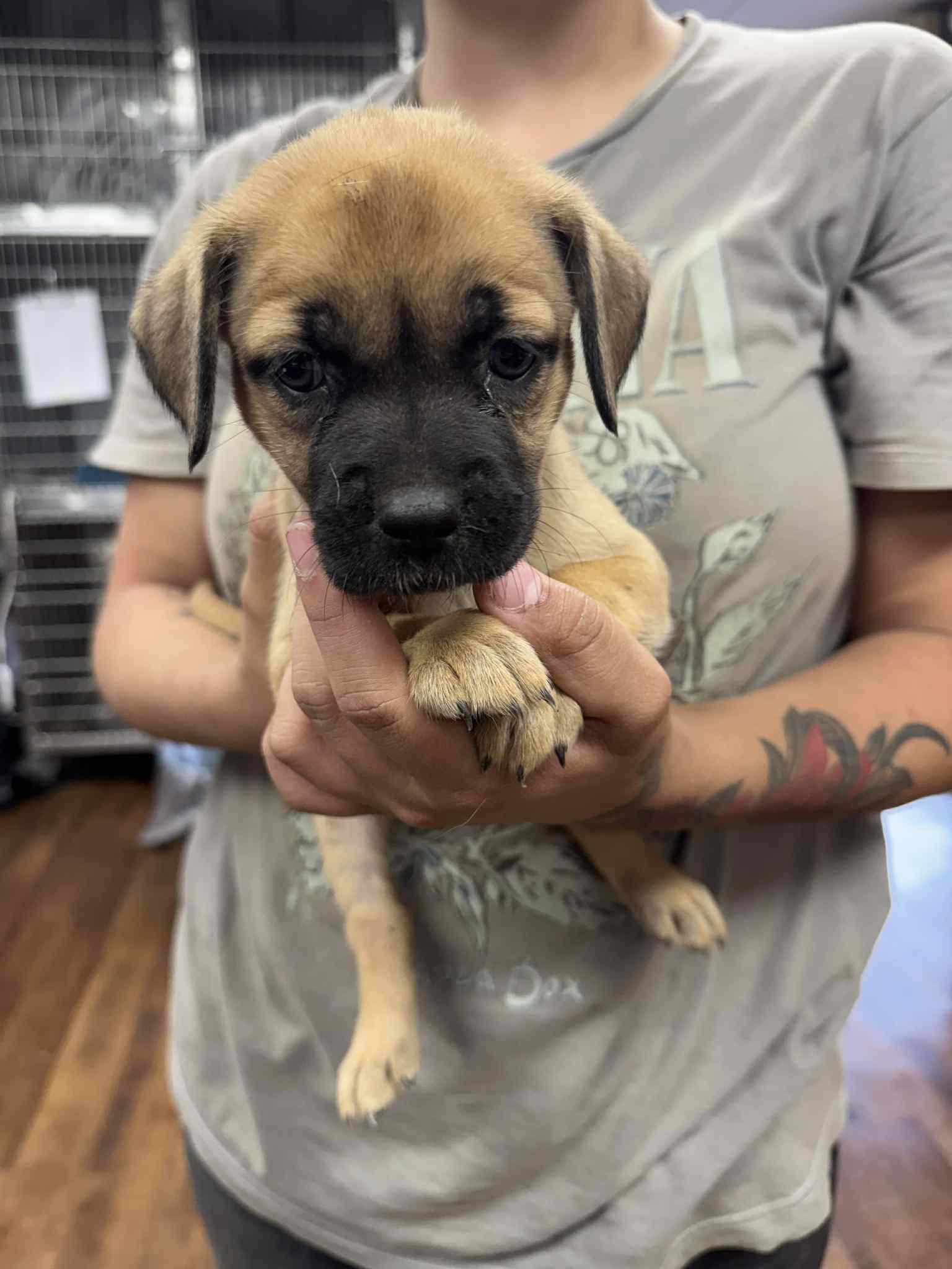 Enlarge Izzie, a Adopted mixed breed in Bethel, OH image 4/4