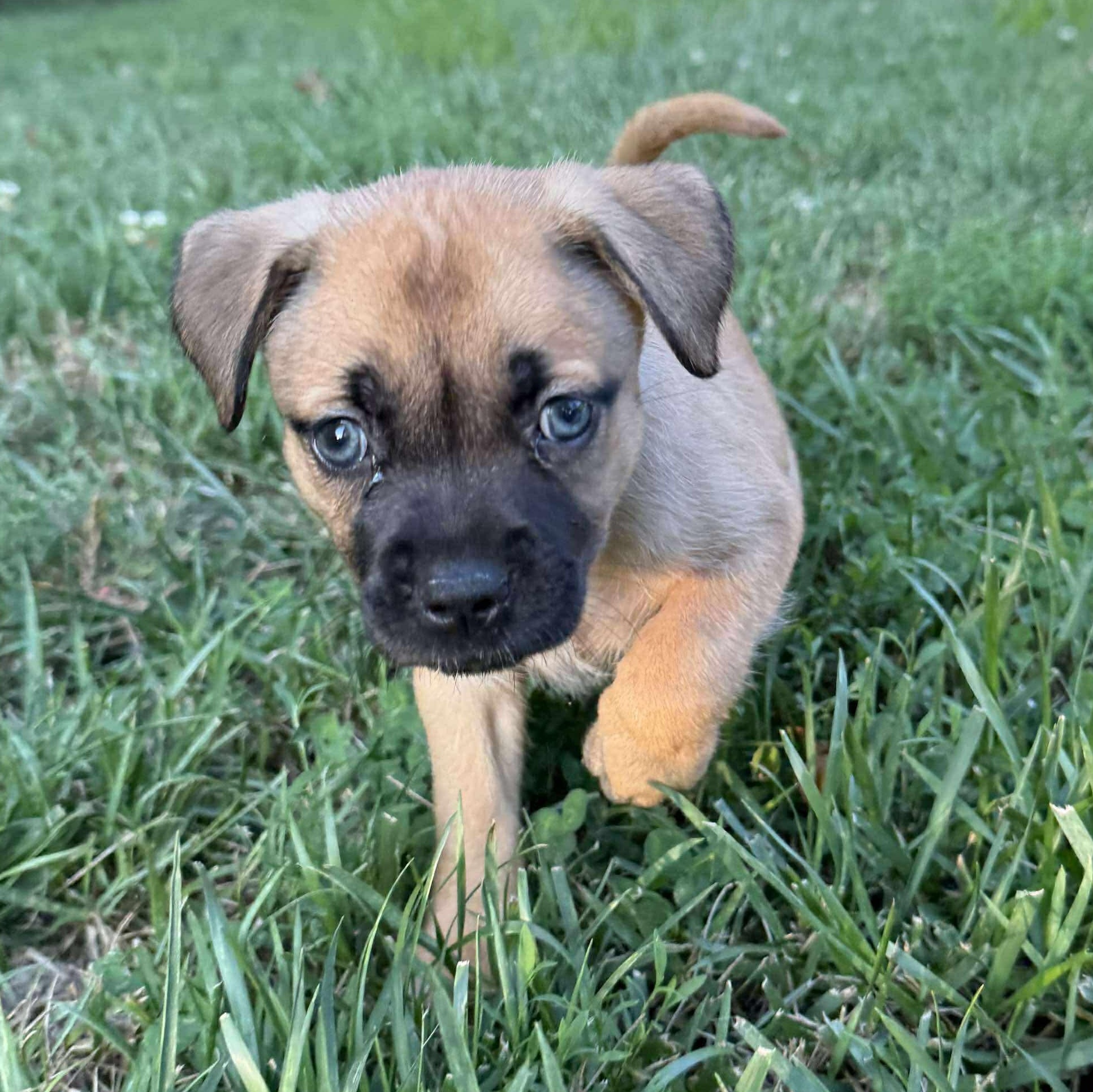 Enlarge Izzie, a Adopted mixed breed in Bethel, OH image 1/4