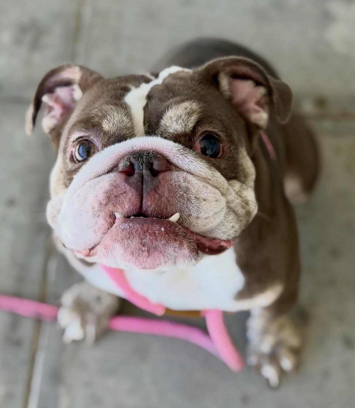 Enlarge Dolly, a Adoptable English Bulldog in Las Vegas, NV image 2/6