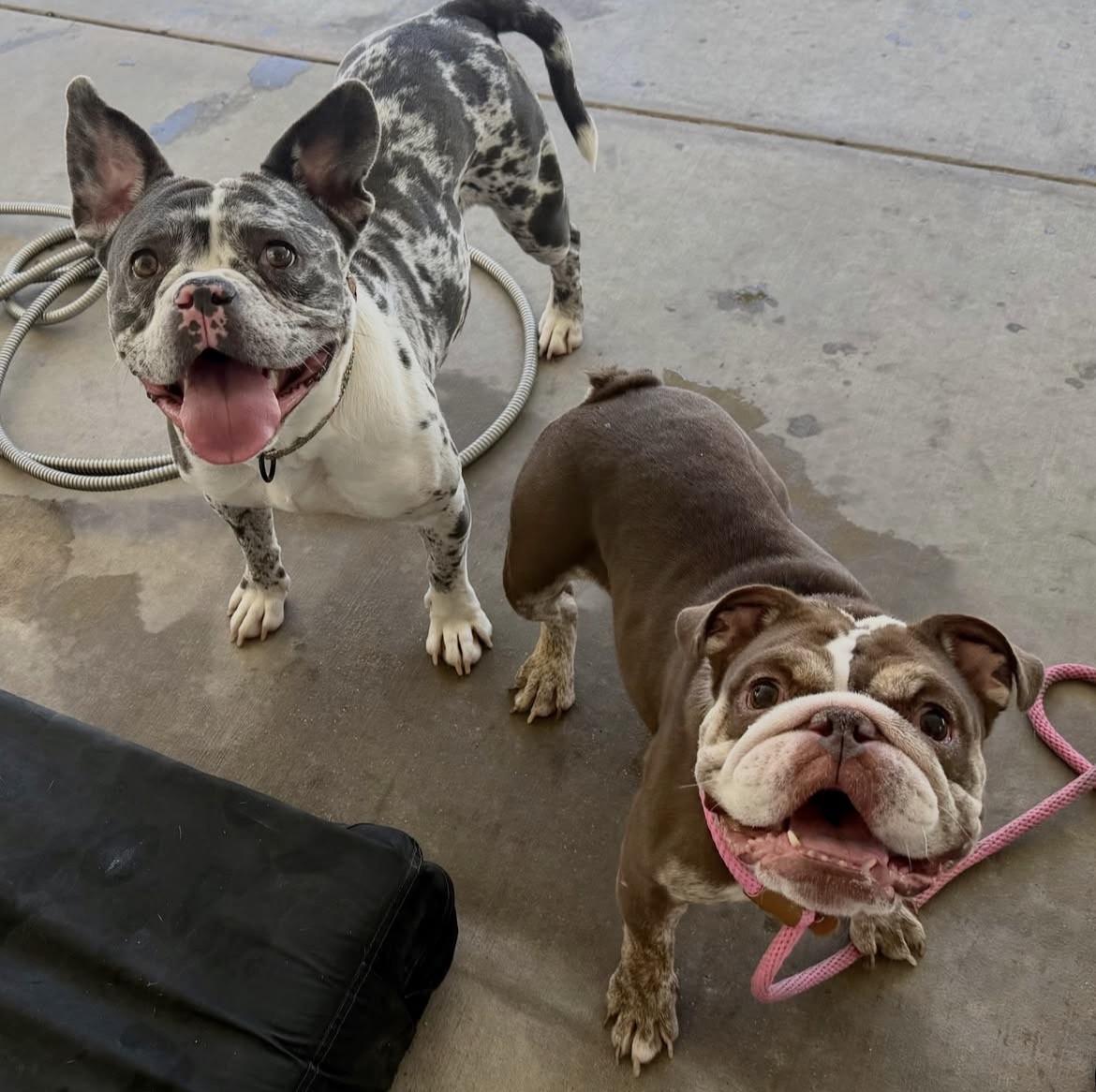 Enlarge Dolly, a Adoptable English Bulldog in Las Vegas, NV image 3/6