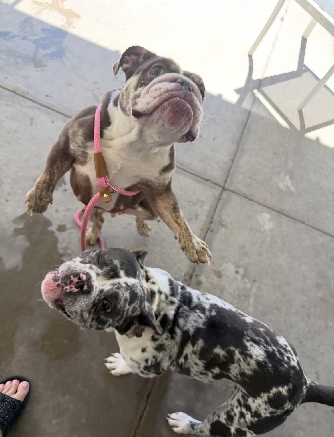 Enlarge Dolly, a Adoptable English Bulldog in Las Vegas, NV image 6/6