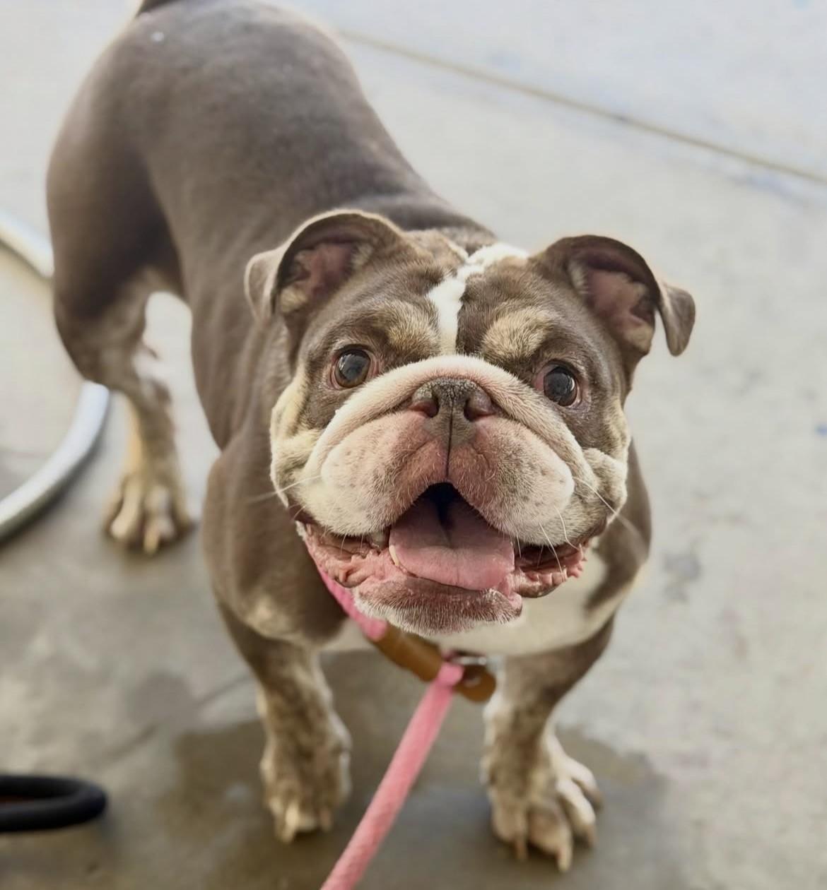 Dolly, Adoptable, Young Female English Bulldog.