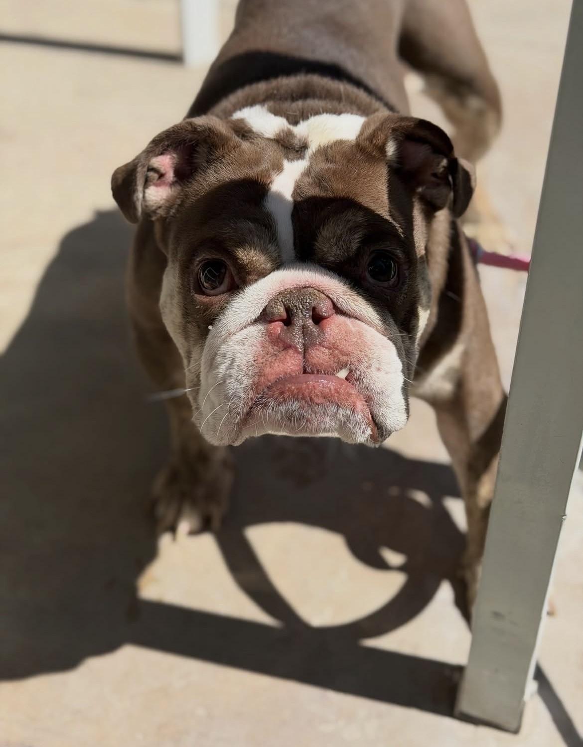 Enlarge Dolly, a Adoptable English Bulldog in Las Vegas, NV image 5/6