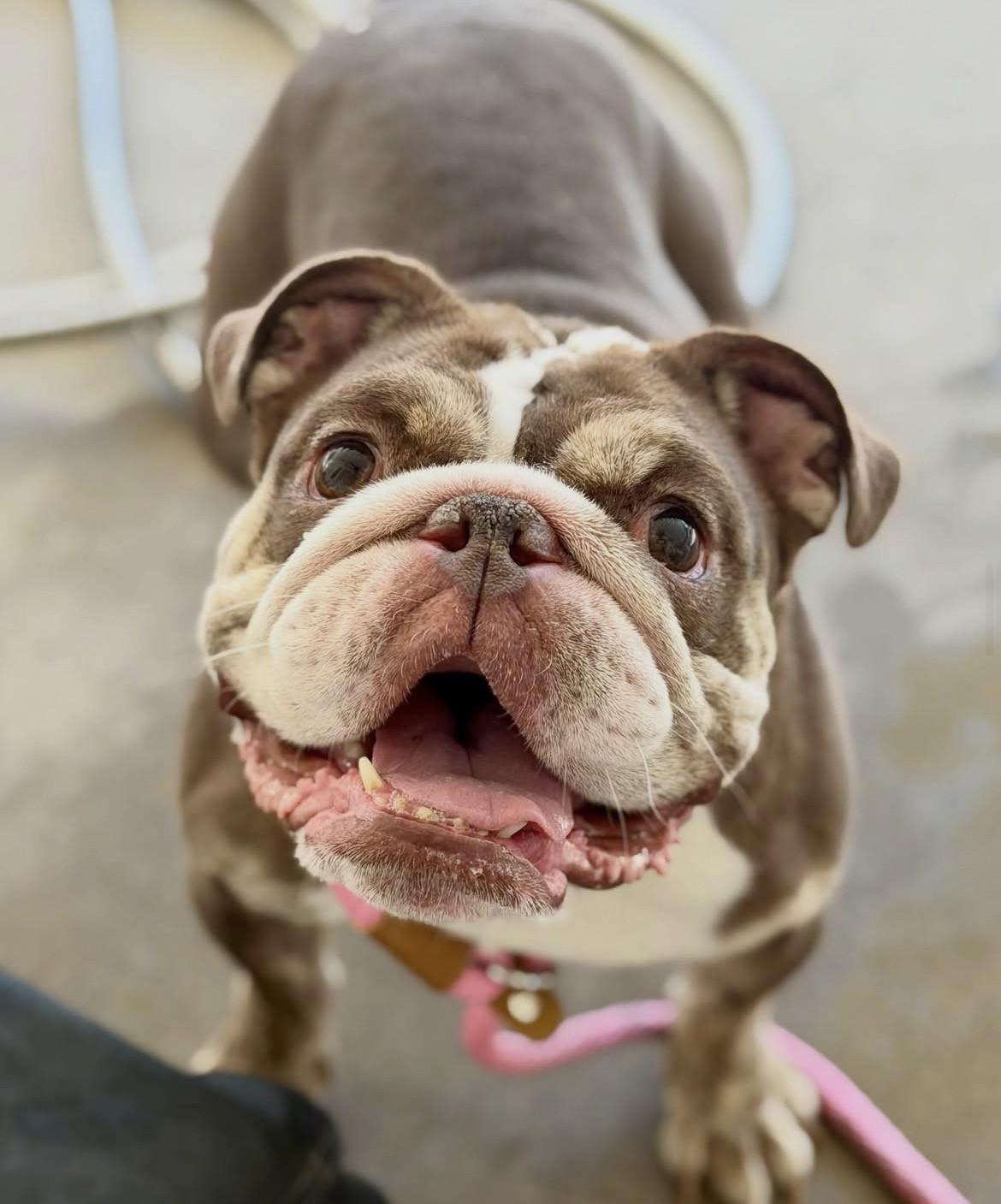 Enlarge Dolly, a Adoptable English Bulldog in Las Vegas, NV image 4/6