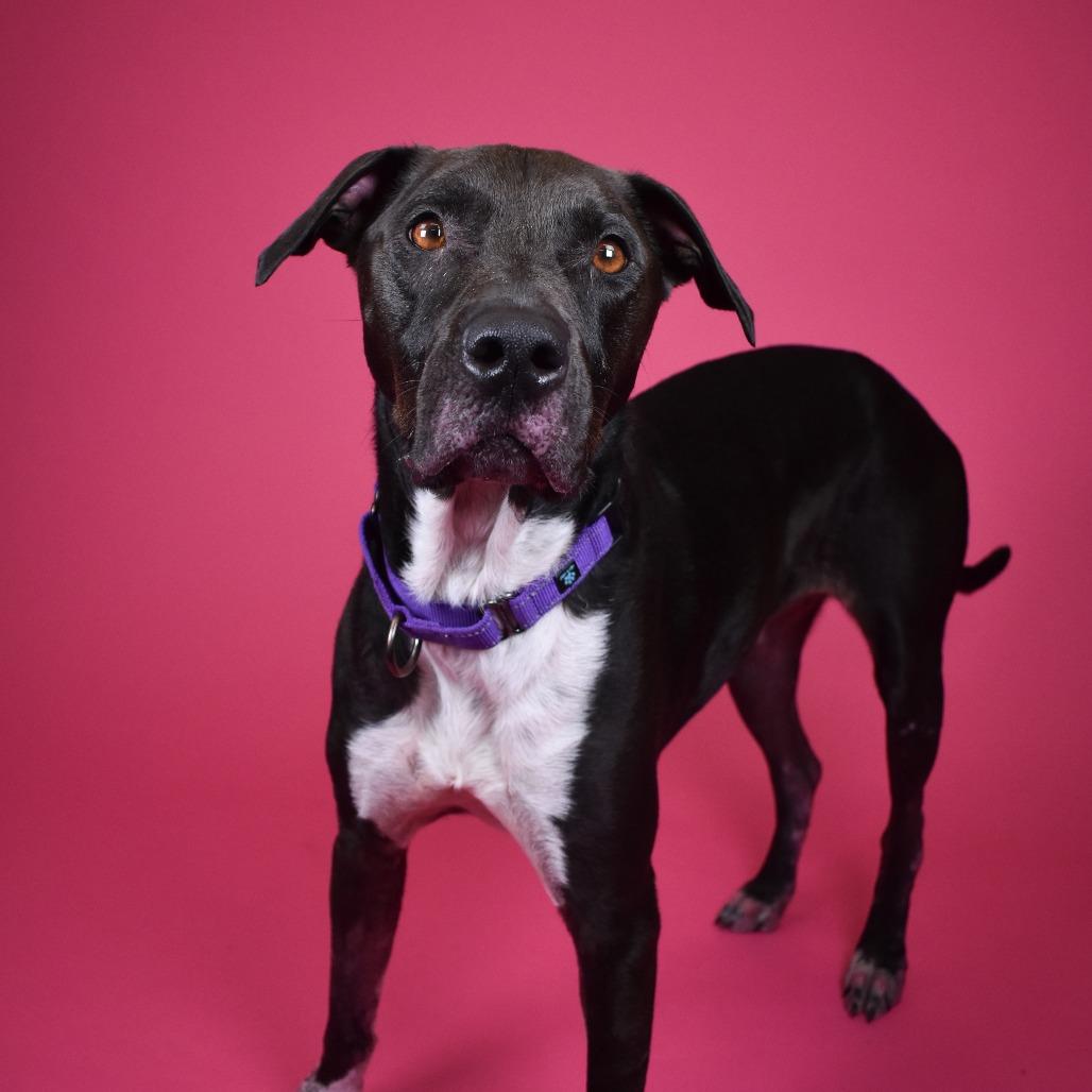 Enlarge Rayven, a Adoptable mixed breed in West Palm Beach, FL image 1/6