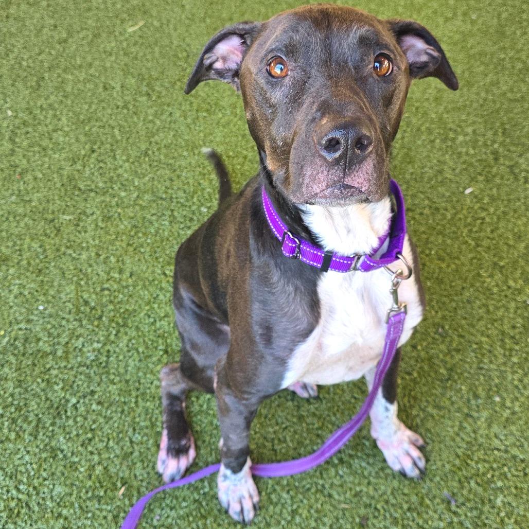 Enlarge Rayven, a Adoptable mixed breed in West Palm Beach, FL image 2/6