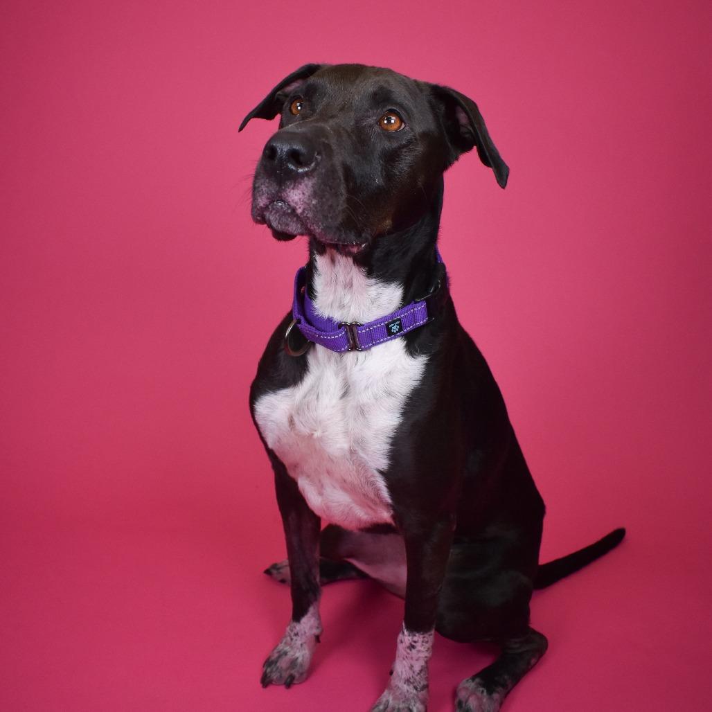 Enlarge Rayven, a Adoptable mixed breed in West Palm Beach, FL image 4/6