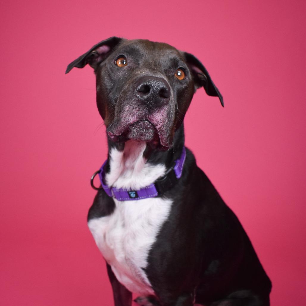 Enlarge Rayven, a Adoptable mixed breed in West Palm Beach, FL image 5/6