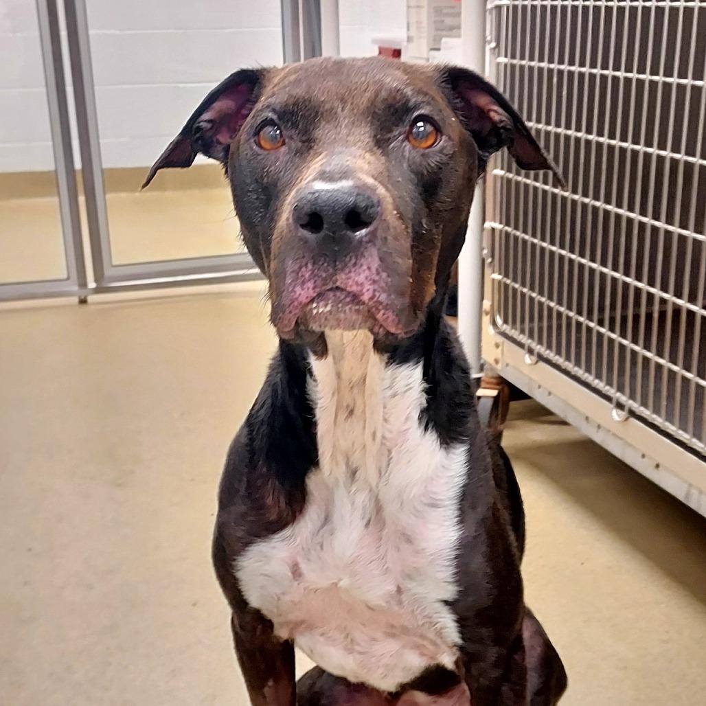 Enlarge Rayven, a Adoptable mixed breed in West Palm Beach, FL image 6/6