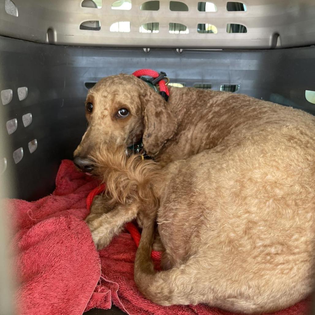 Bennet, a Adoptable mixed breed in Sarasota, FL image 1/6