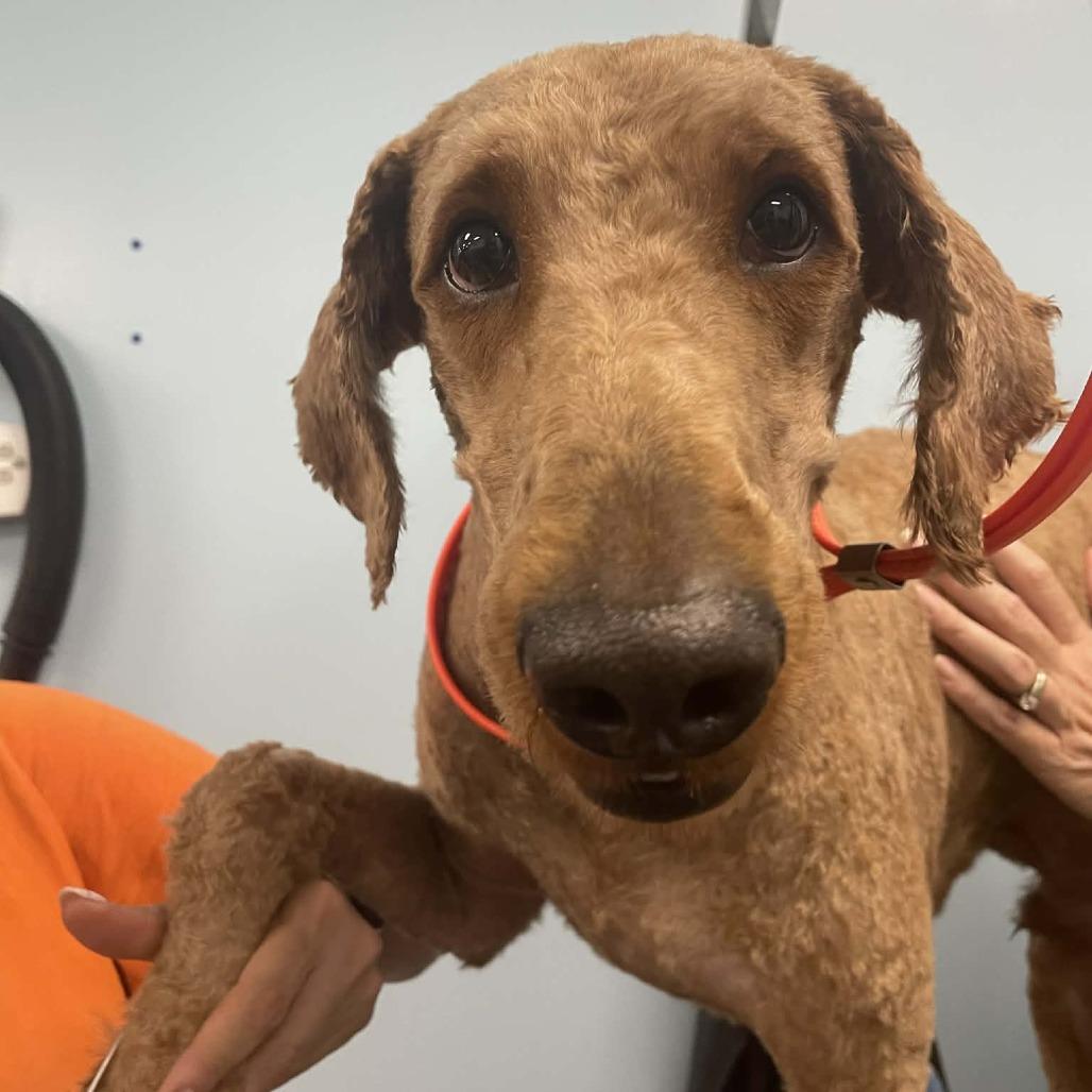 Enlarge Bennet, a Adoptable mixed breed in Sarasota, FL image 2/6