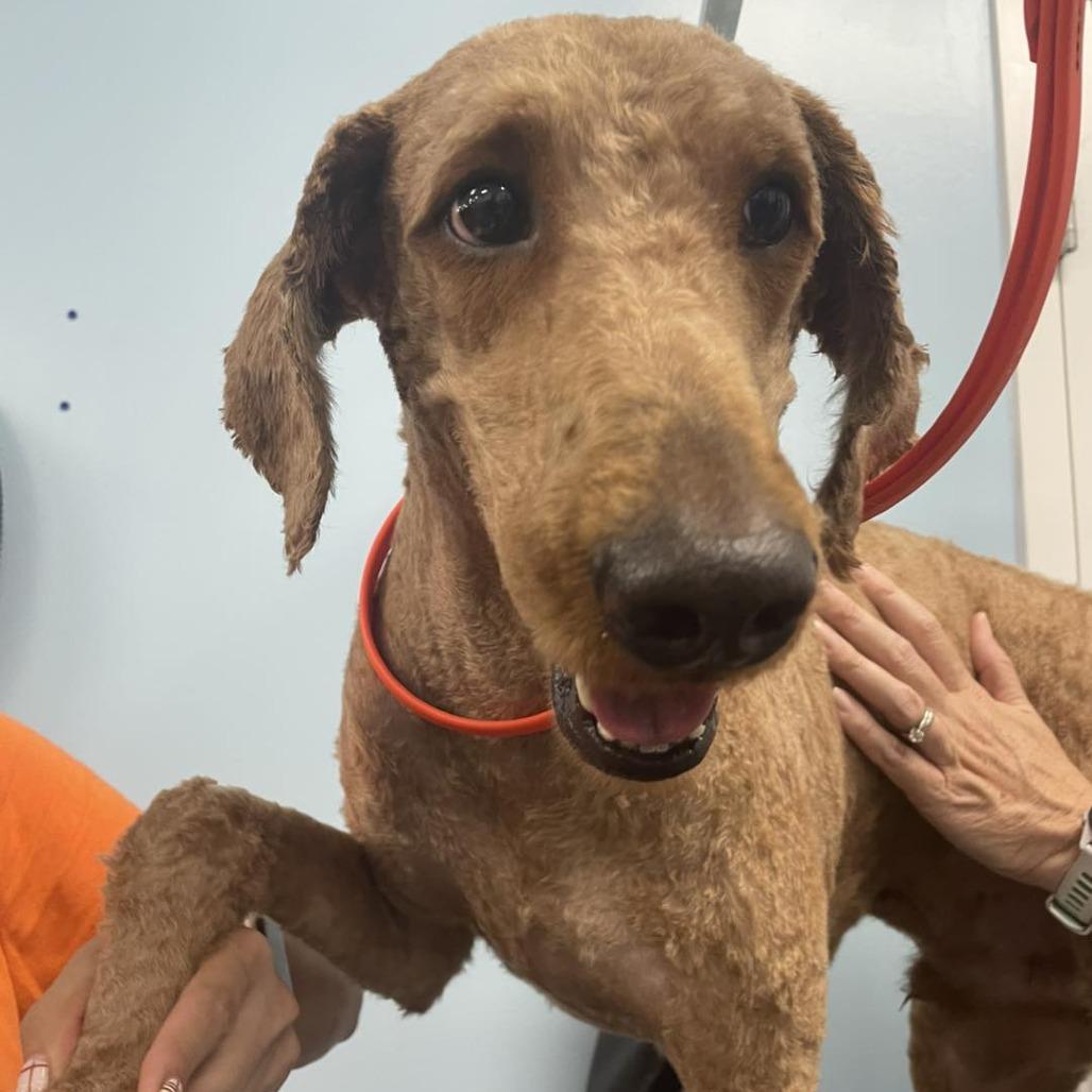 Bennet, a Adoptable mixed breed in Sarasota, FL image 3/6