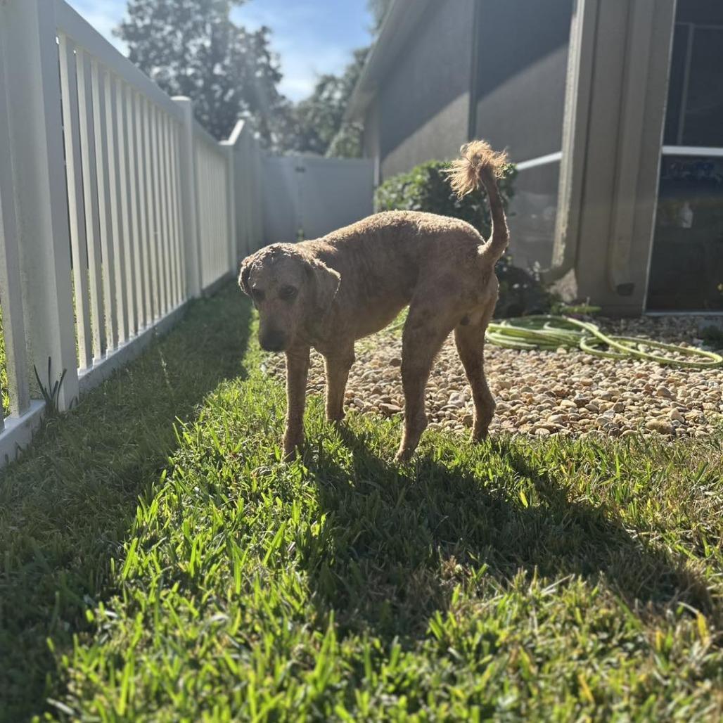 Enlarge Bennet, a Adoptable mixed breed in Sarasota, FL image 3/6
