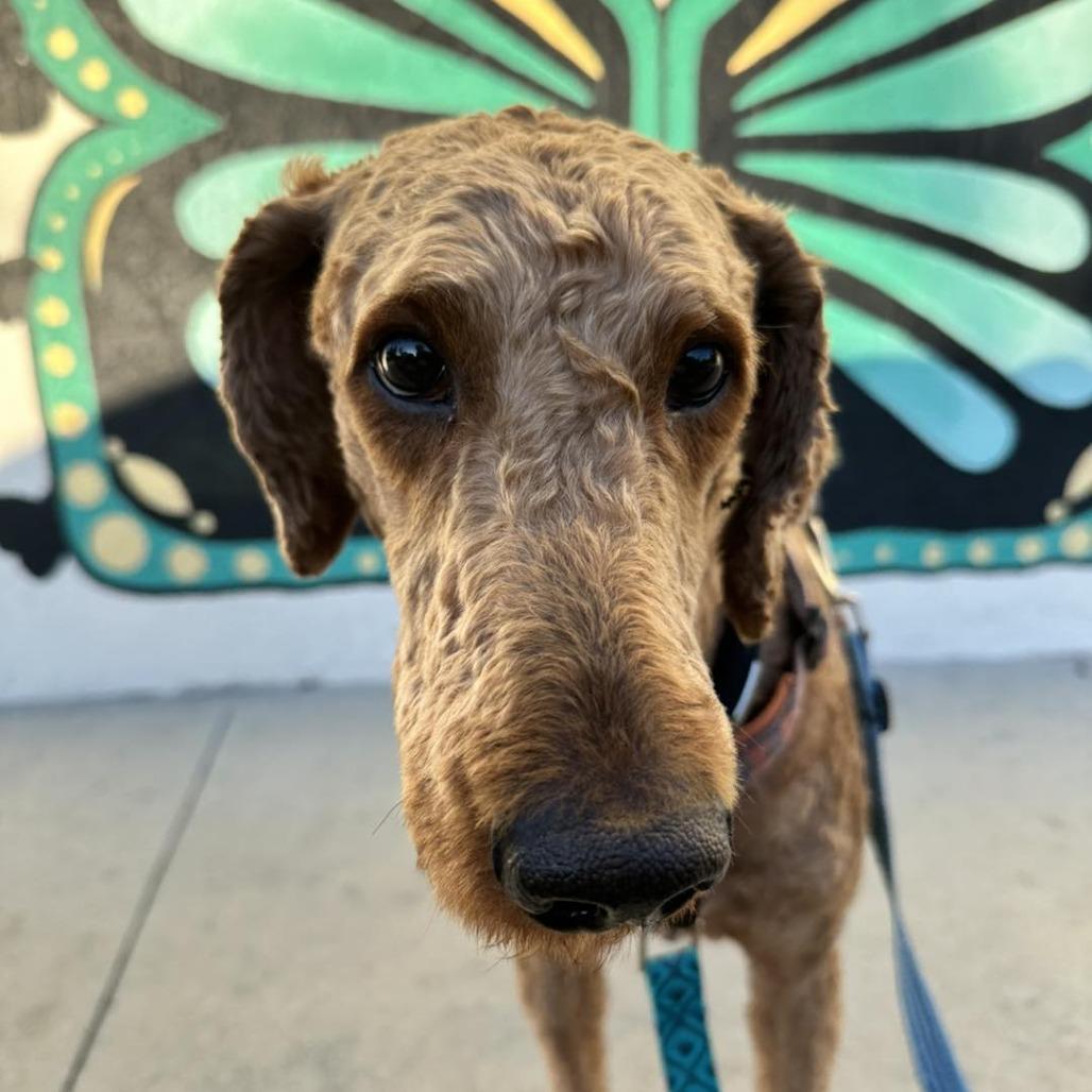 Bennet, a Adoptable mixed breed in Sarasota, FL image 5/6