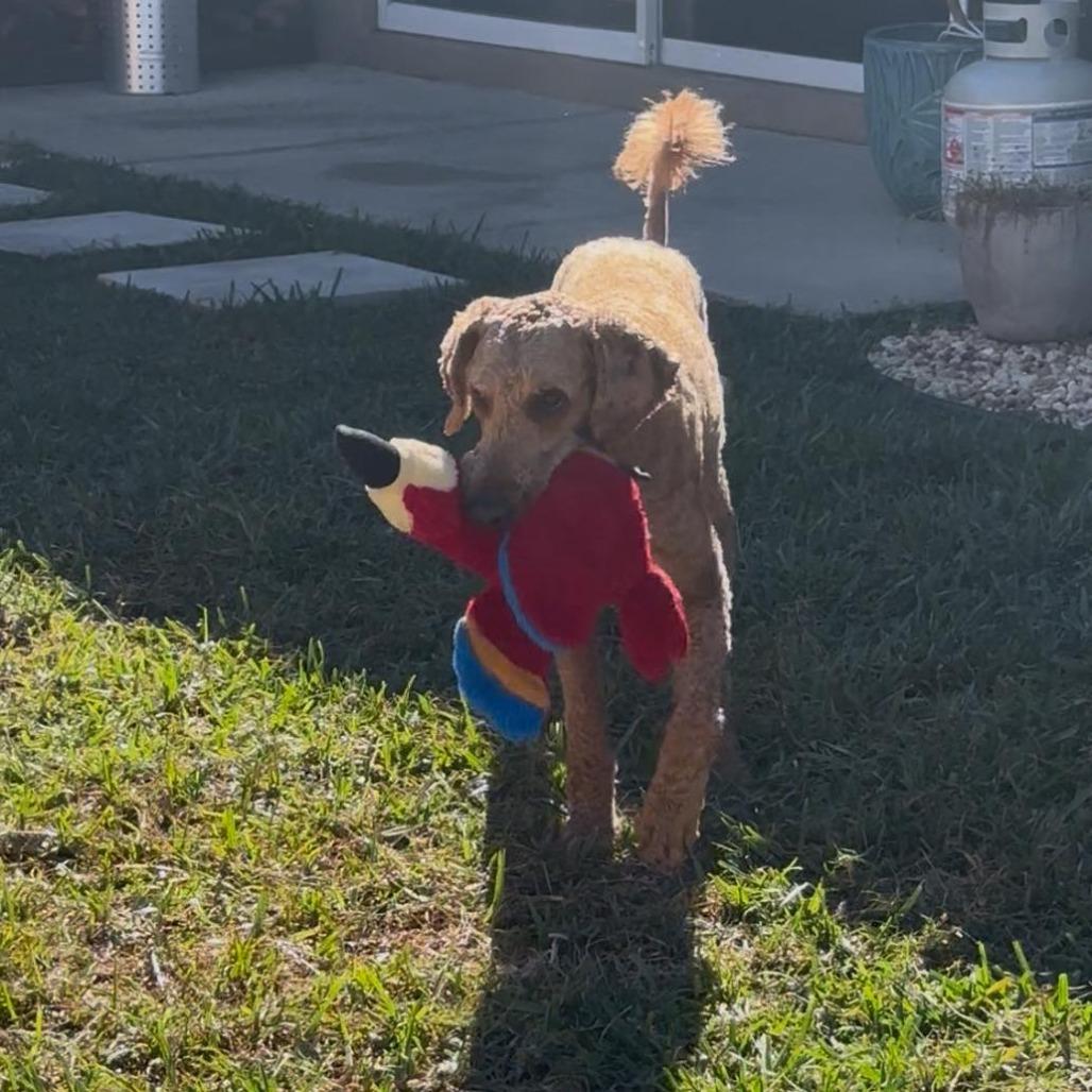 Bennet, a Adoptable mixed breed in Sarasota, FL image 6/6