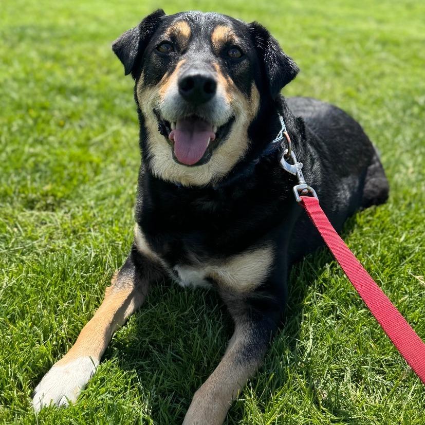 Boi, Adoptable, Adult Male Labrador Retriever & Australian Shepherd.