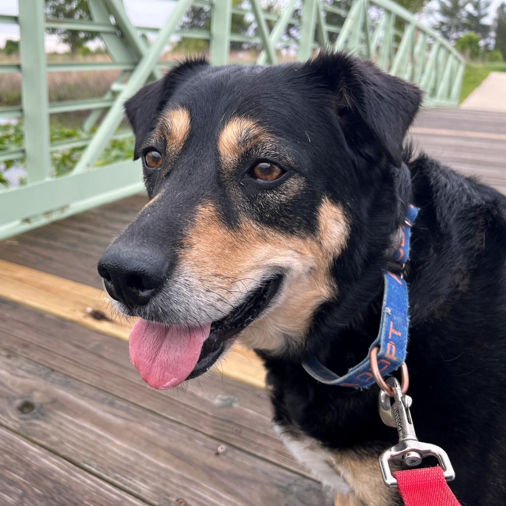 Enlarge Boi, a Adoptable mixed breed in Champaign, IL image 2/6