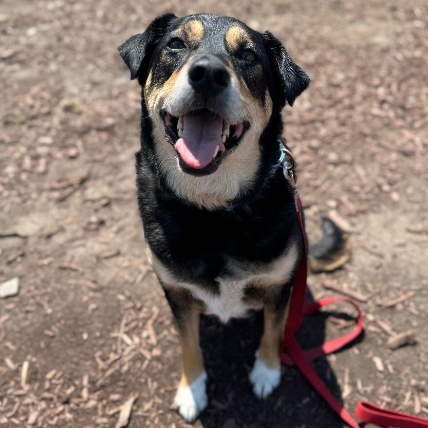 Enlarge Boi, a Adoptable mixed breed in Champaign, IL image 3/6