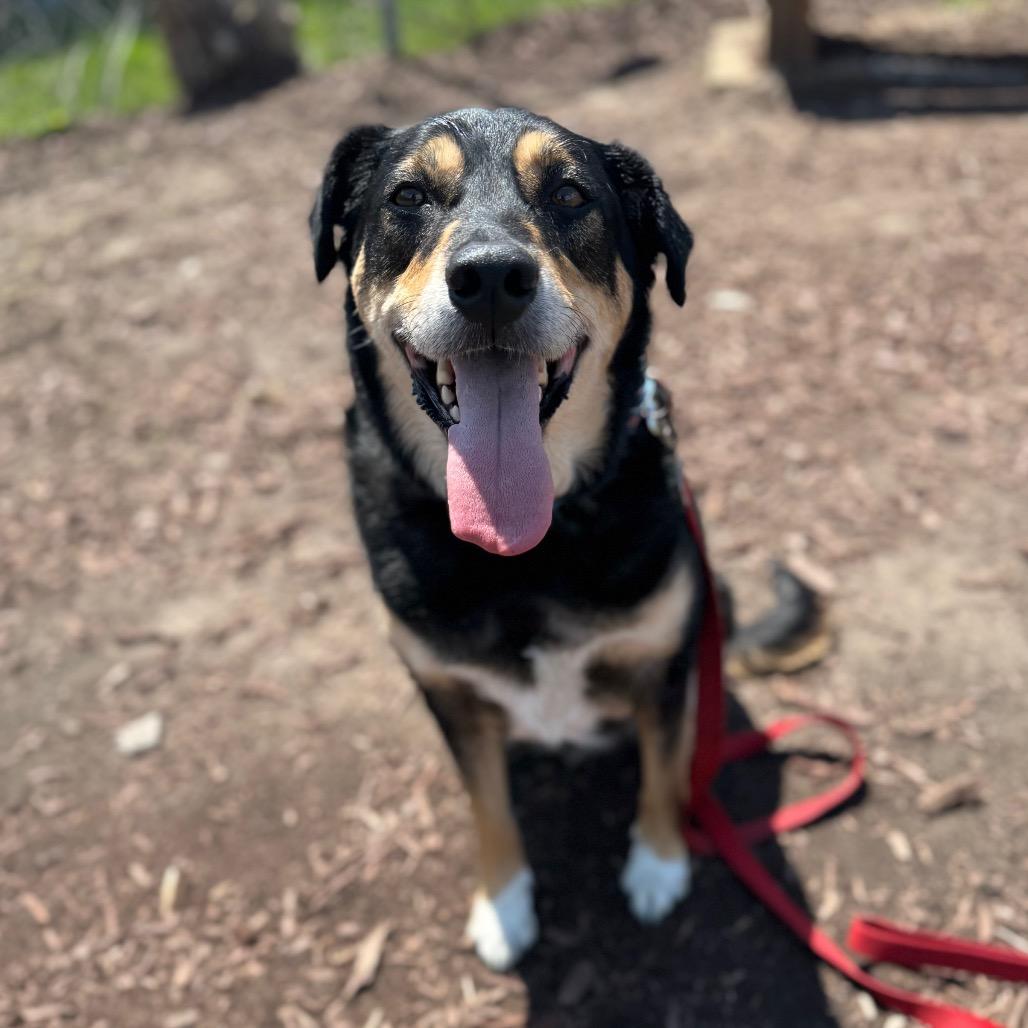 Enlarge Boi, a Adoptable mixed breed in Champaign, IL image 4/6
