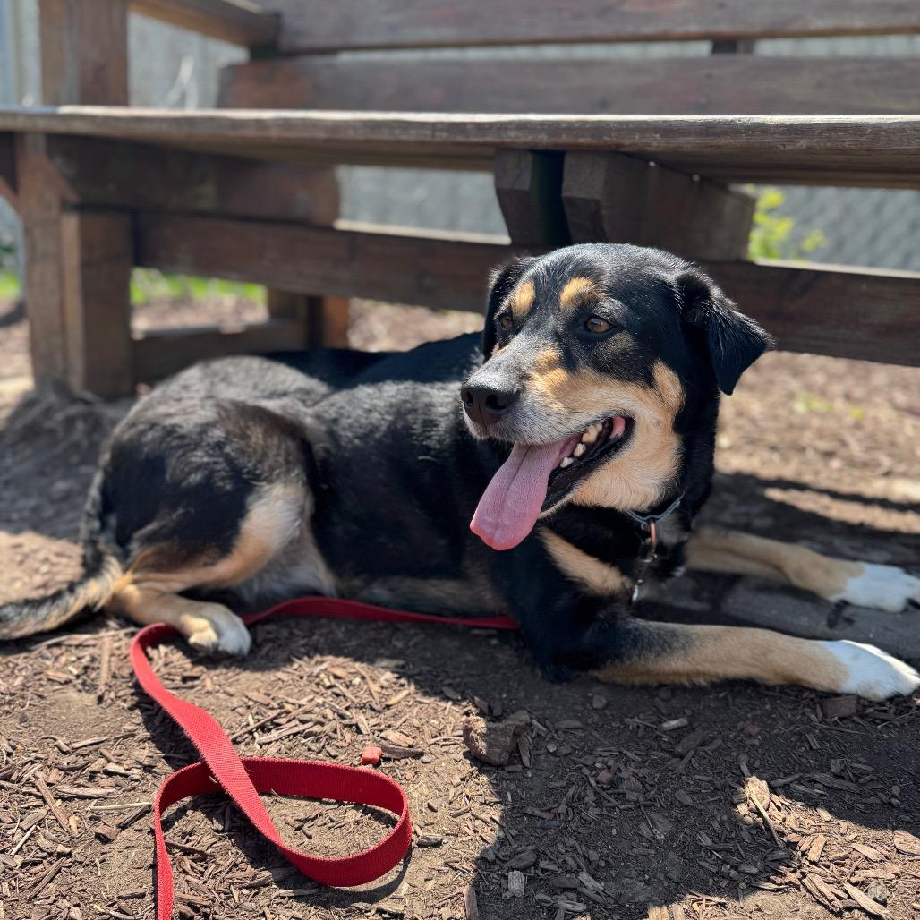 Enlarge Boi, a Adoptable mixed breed in Champaign, IL image 5/6