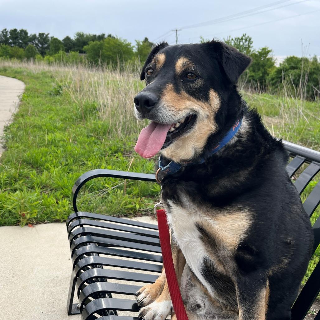 Enlarge Boi, a Adoptable mixed breed in Champaign, IL image 6/6