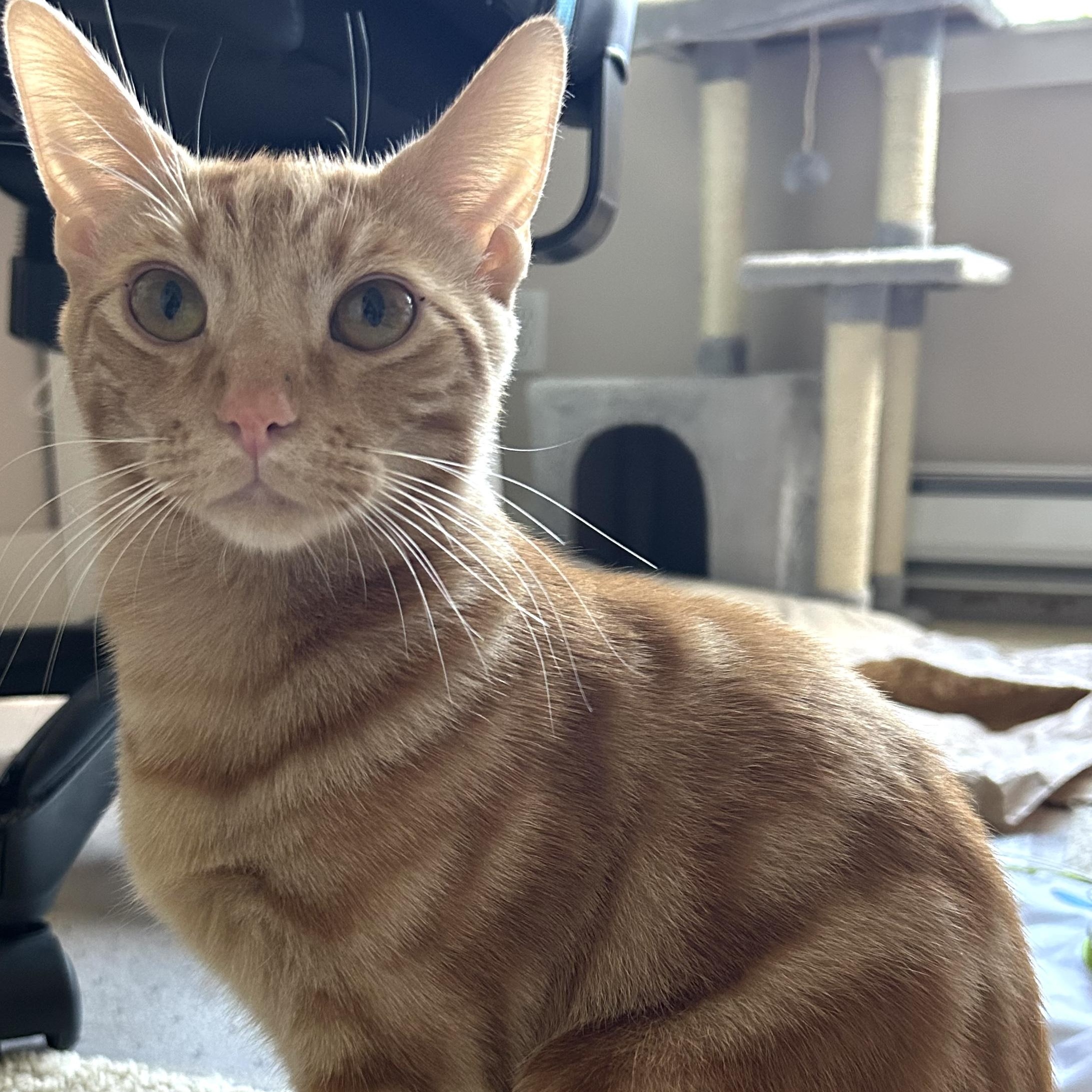 Enlarge Tiger (Bonded with Nala), an adopted Domestic Short Hair in Redmond, WA image 1/4