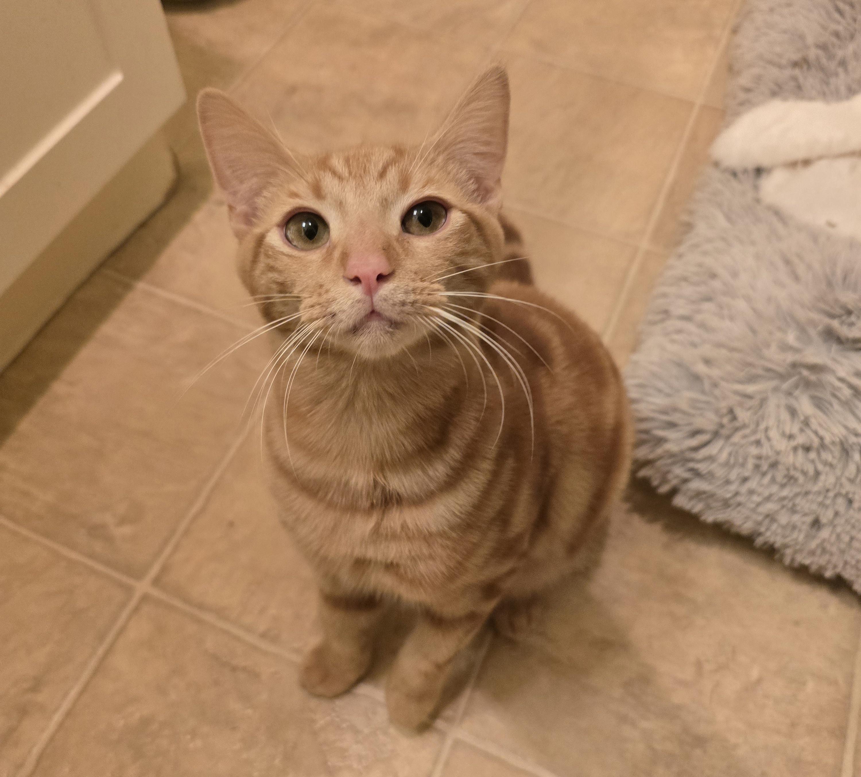 Enlarge Tiger (Bonded with Nala), an adopted Domestic Short Hair in Redmond, WA image 2/4