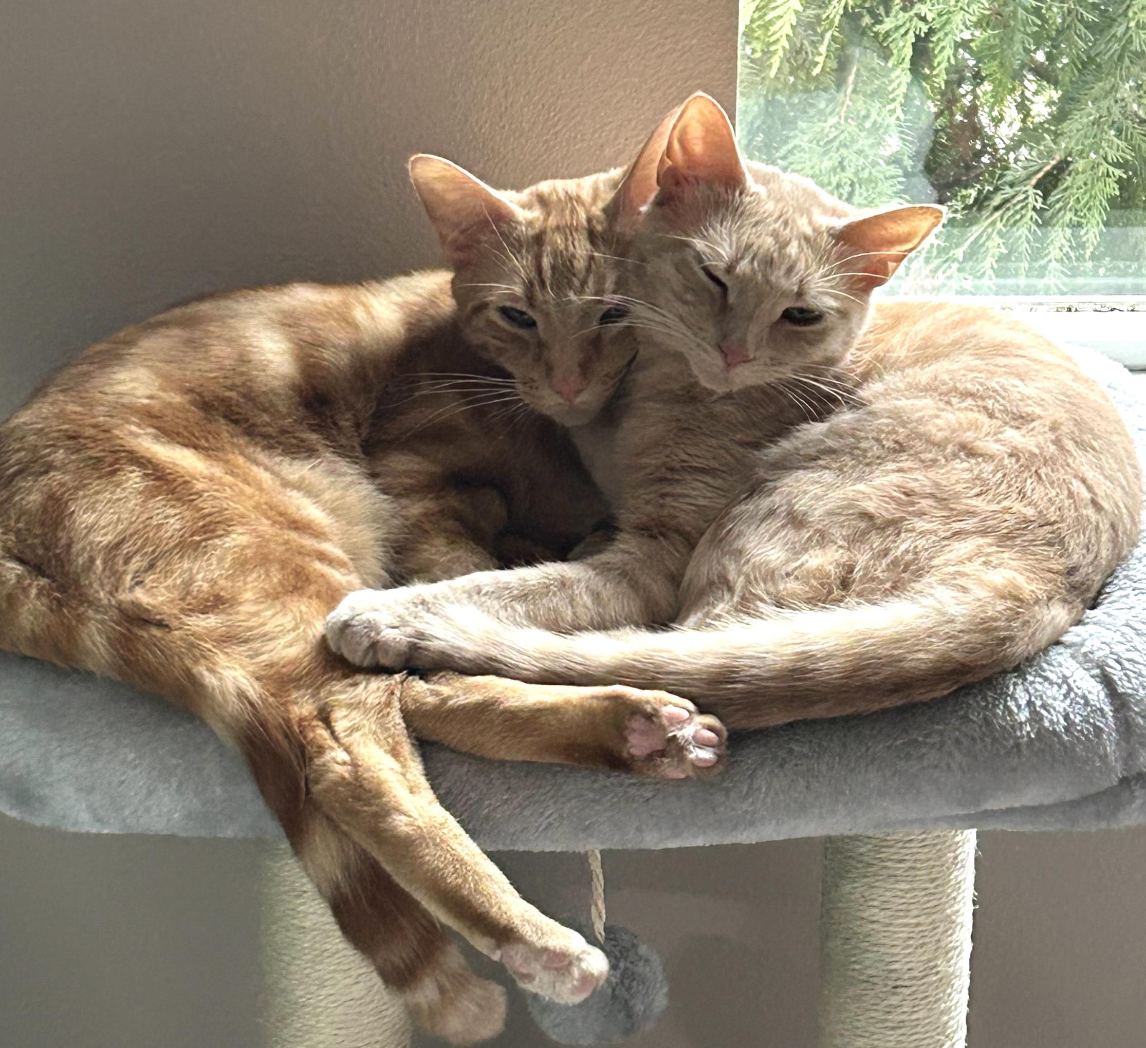 Enlarge Tiger (Bonded with Nala), an adopted Domestic Short Hair in Redmond, WA image 4/4