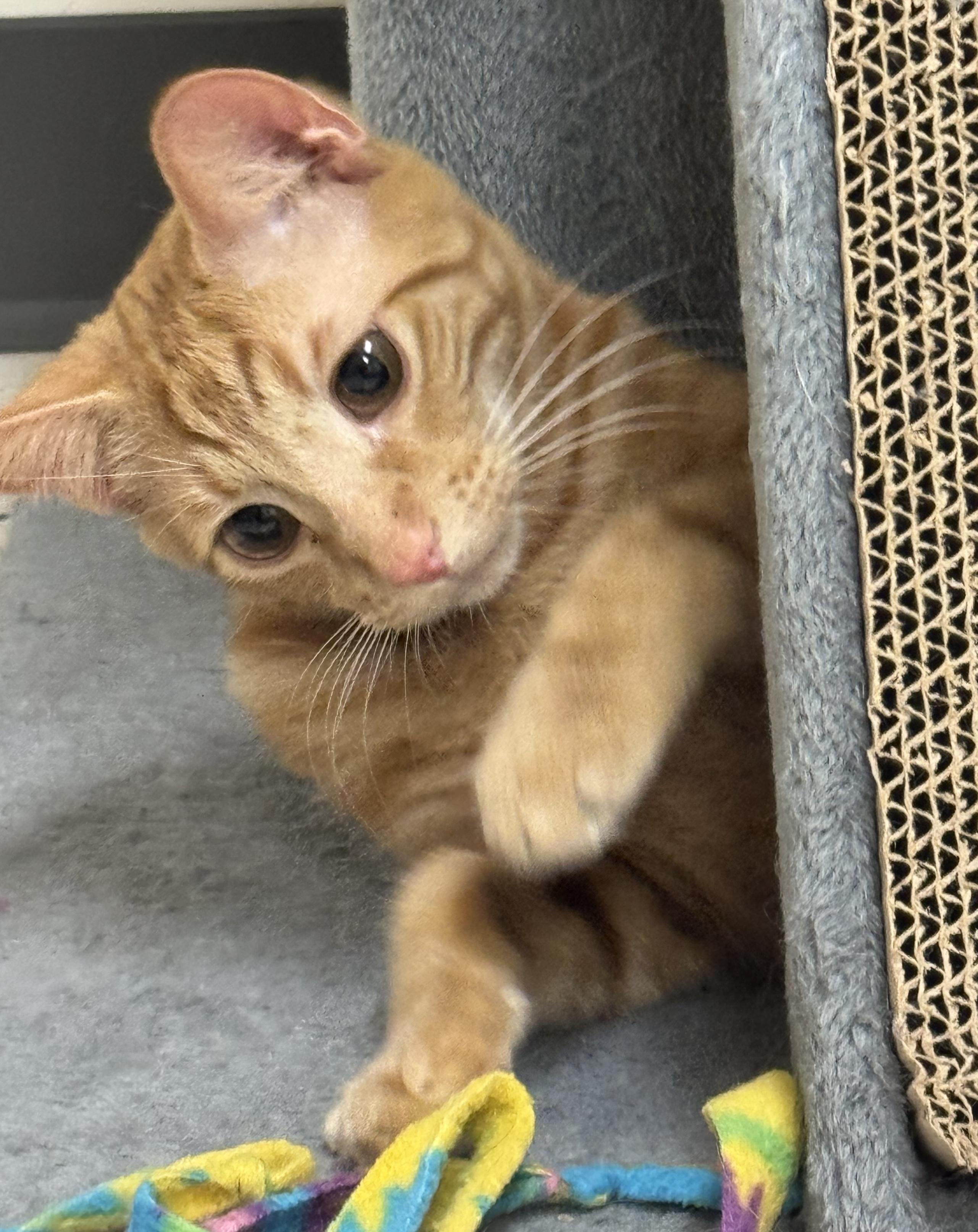 Enlarge Tiger (Bonded with Nala), an adopted Domestic Short Hair in Redmond, WA image 3/4