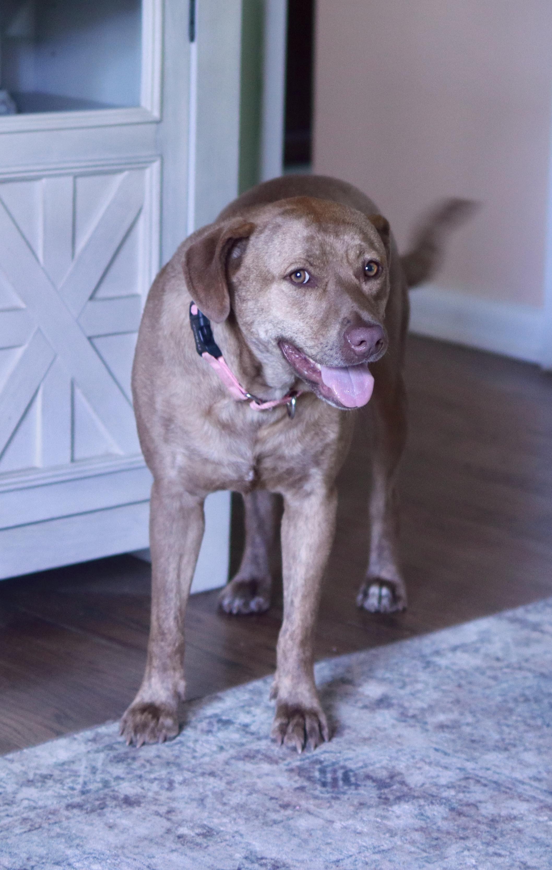 Hunny, a ADOPTABLE mixed breed in Spring Hill, TN image 4/6