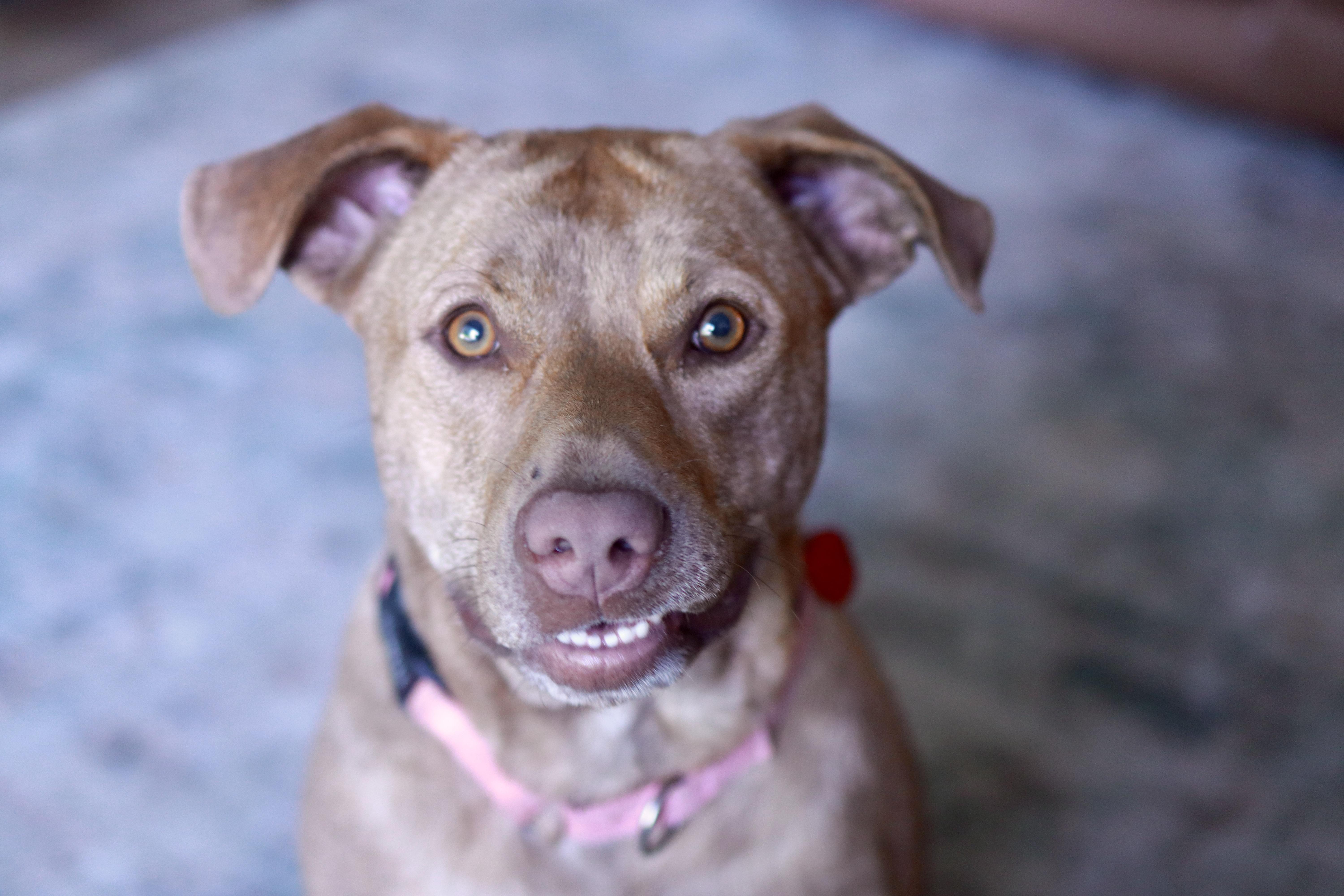 Hunny, a ADOPTABLE mixed breed in Spring Hill, TN image 2/6