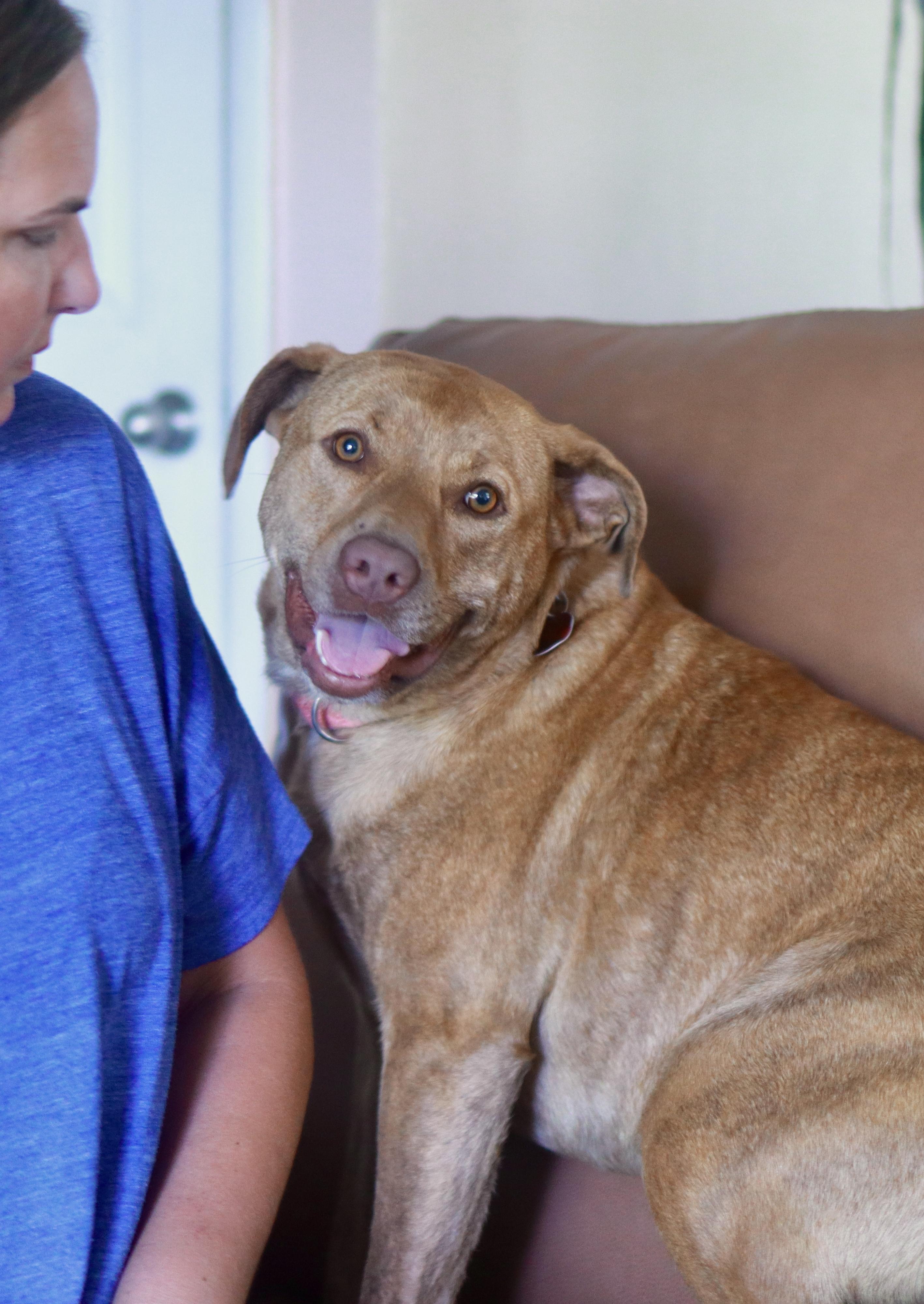 Hunny, a ADOPTABLE mixed breed in Spring Hill, TN image 5/6