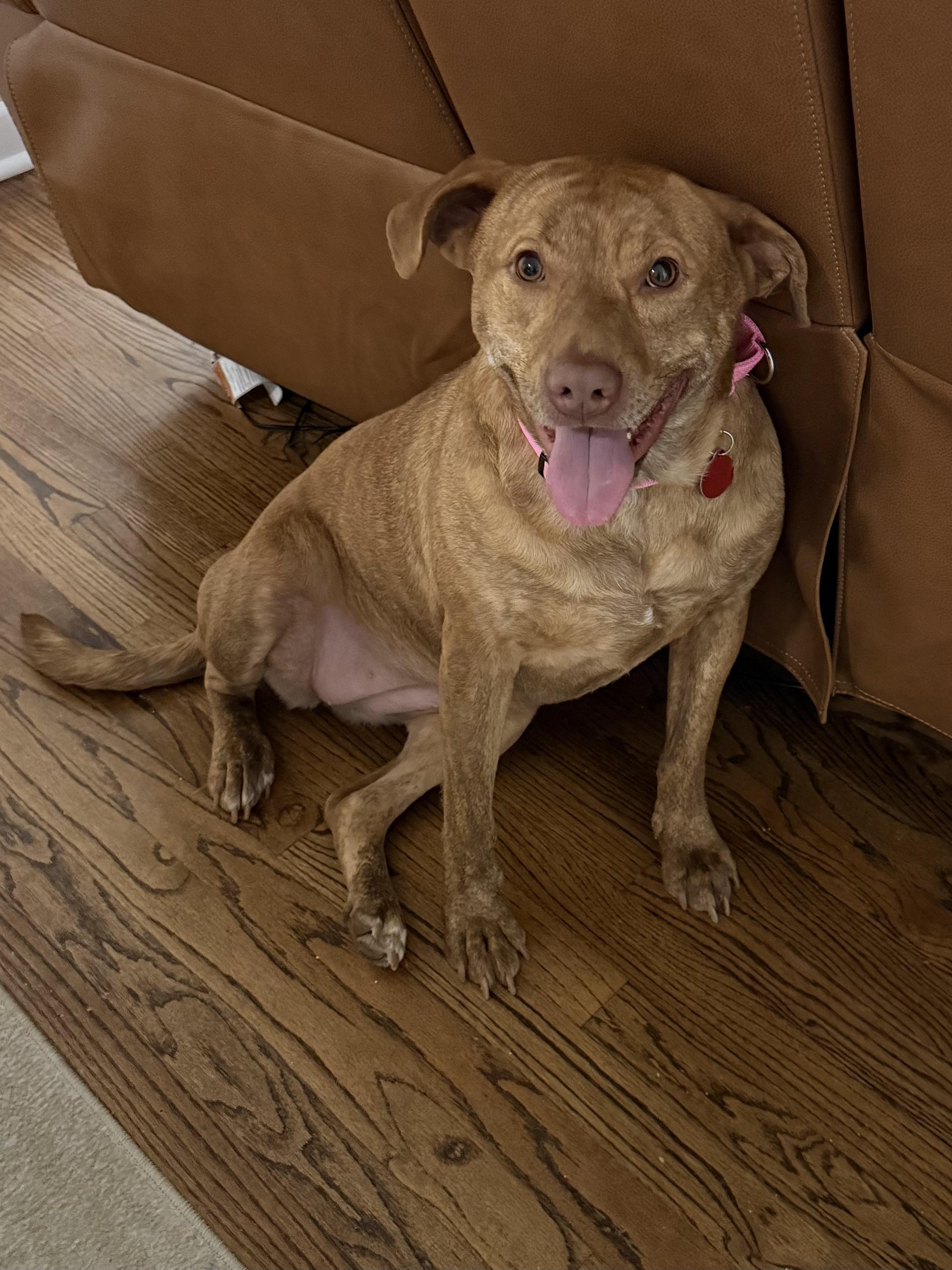 Enlarge Hunny the Unicorn, a ADOPTABLE mixed breed in Spring Hill, TN image 2/4